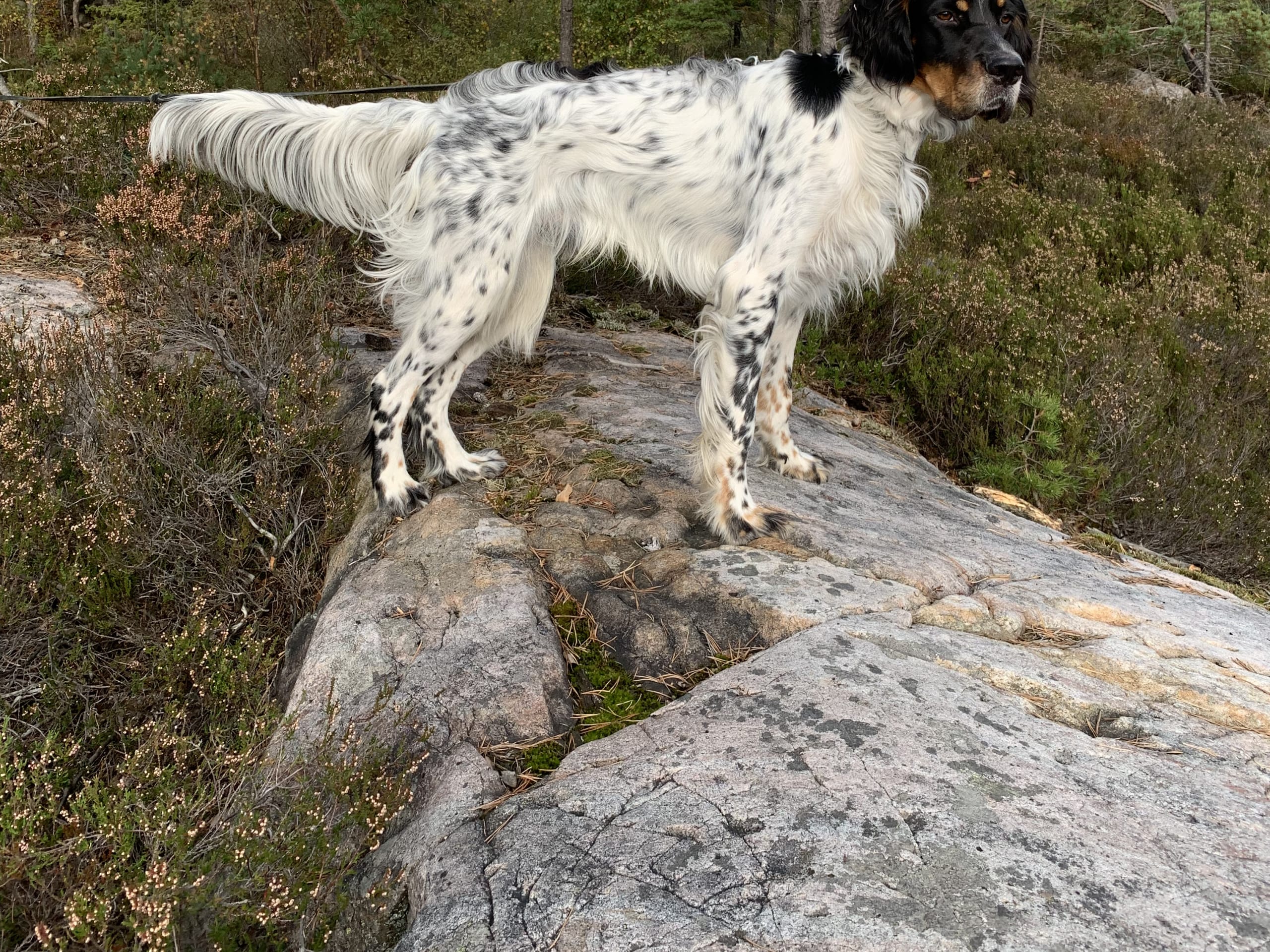 Dog: Hannhund 1
