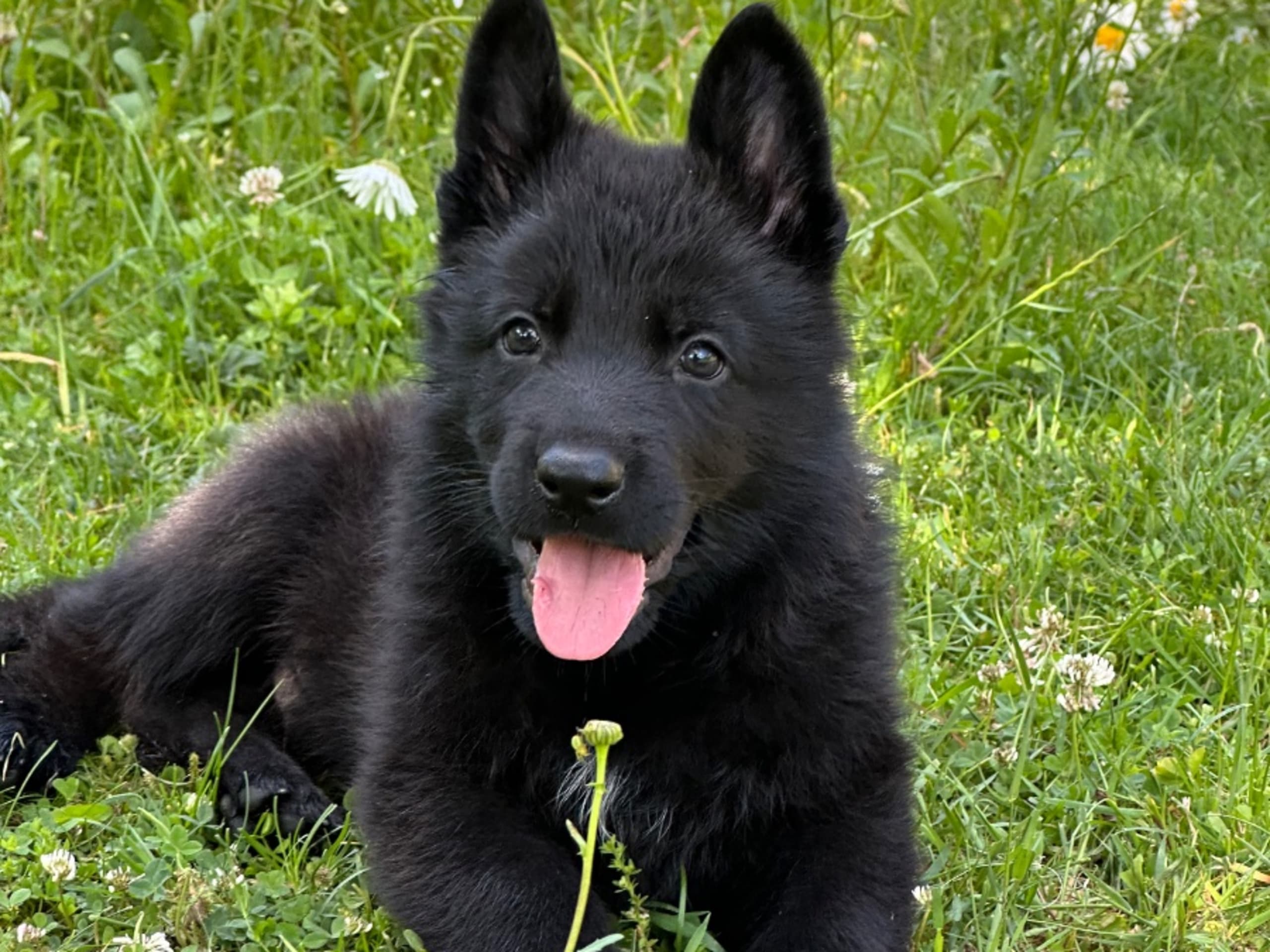 Valp: THUNDER DUST'S KASH