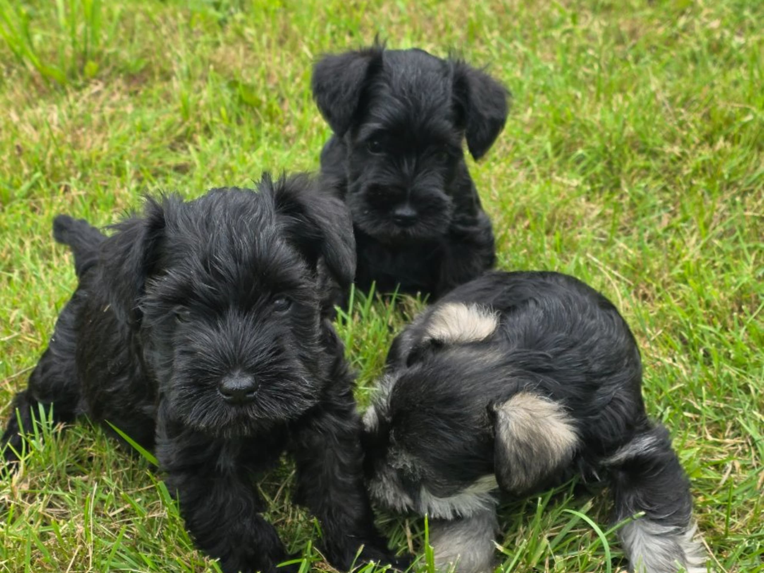 Little Tassa's