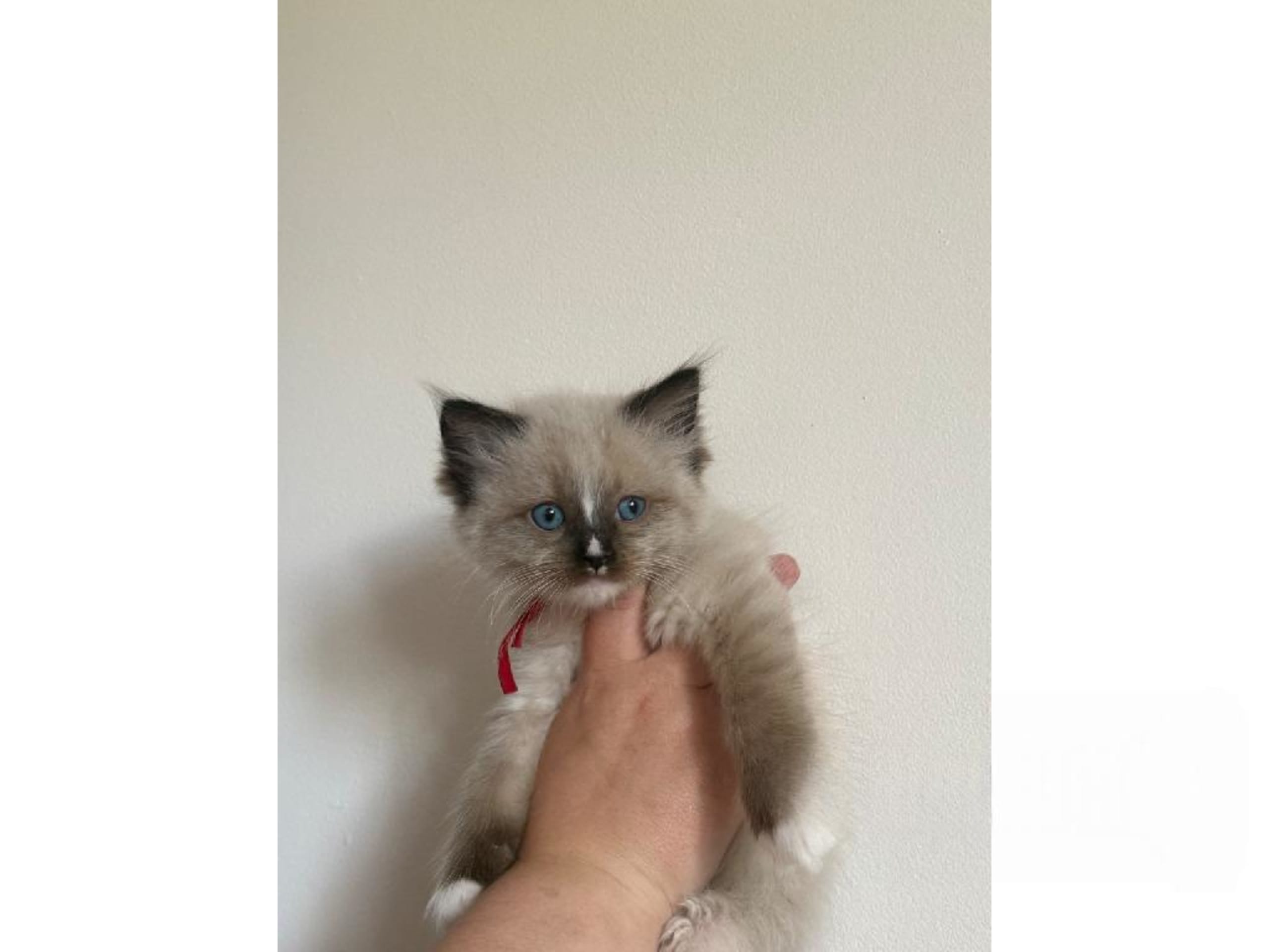 Killing: Cosmo