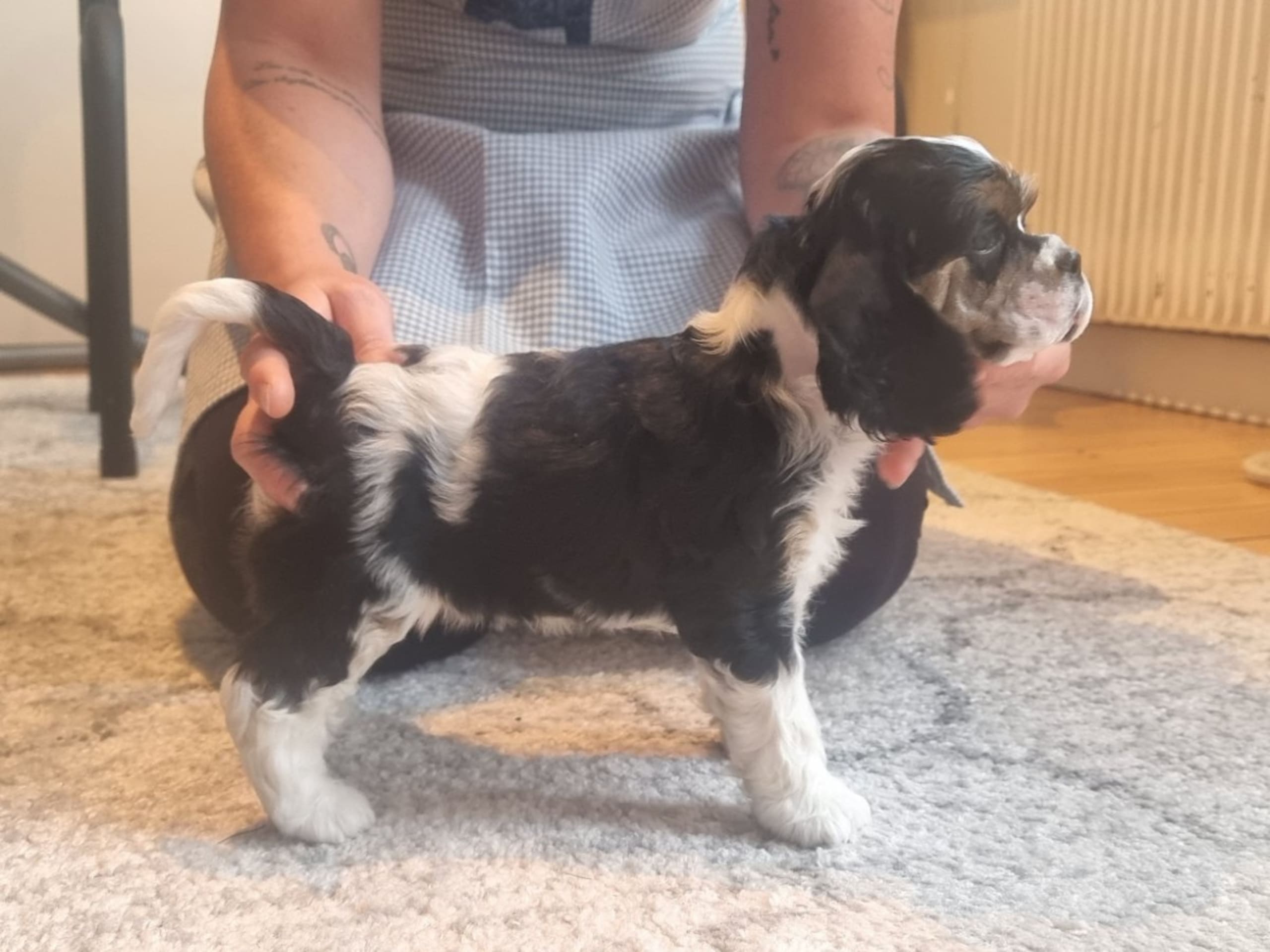 Puppy: GAMLA BODENS ENDLESS LOVE