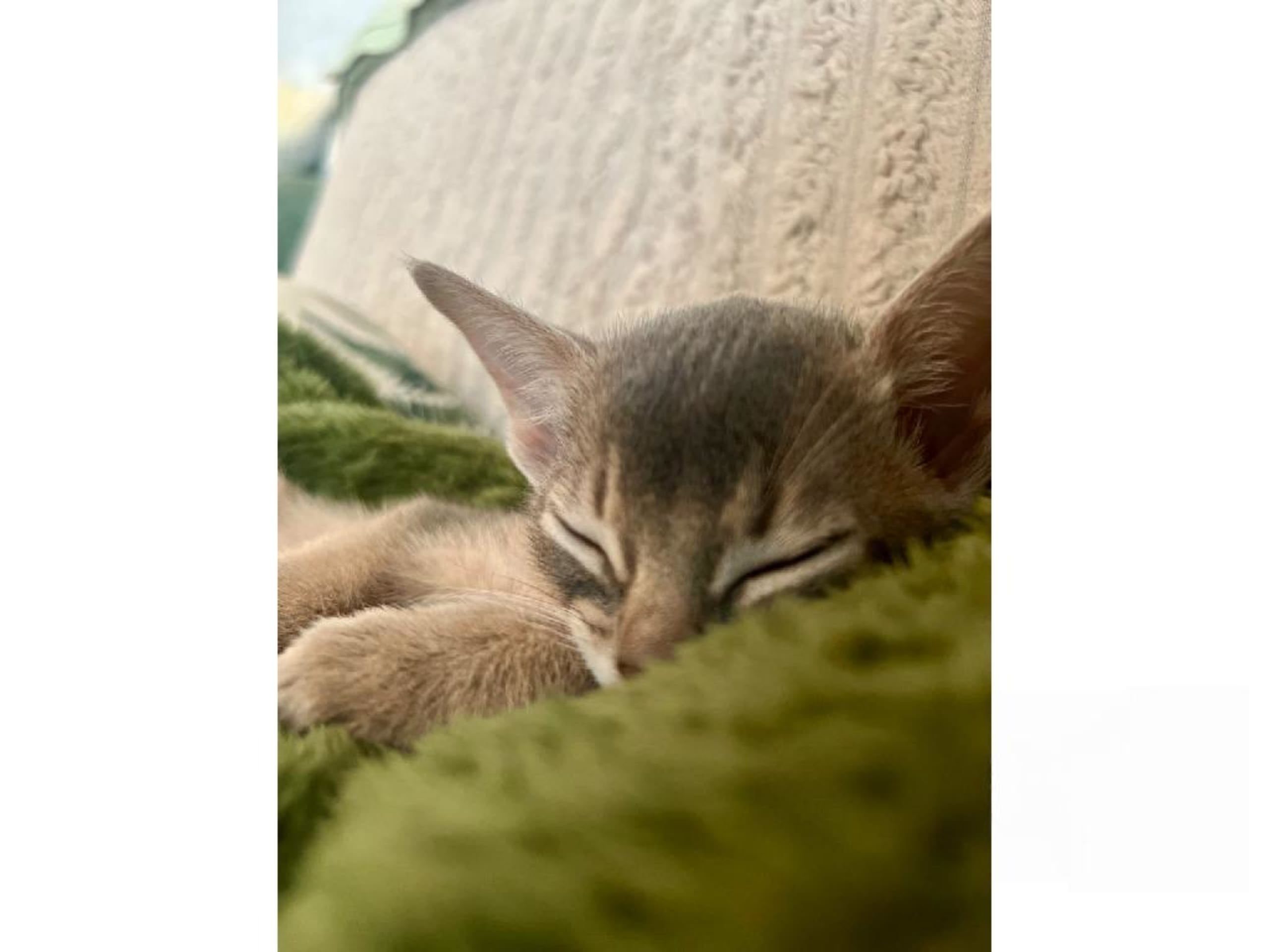 kitten: David