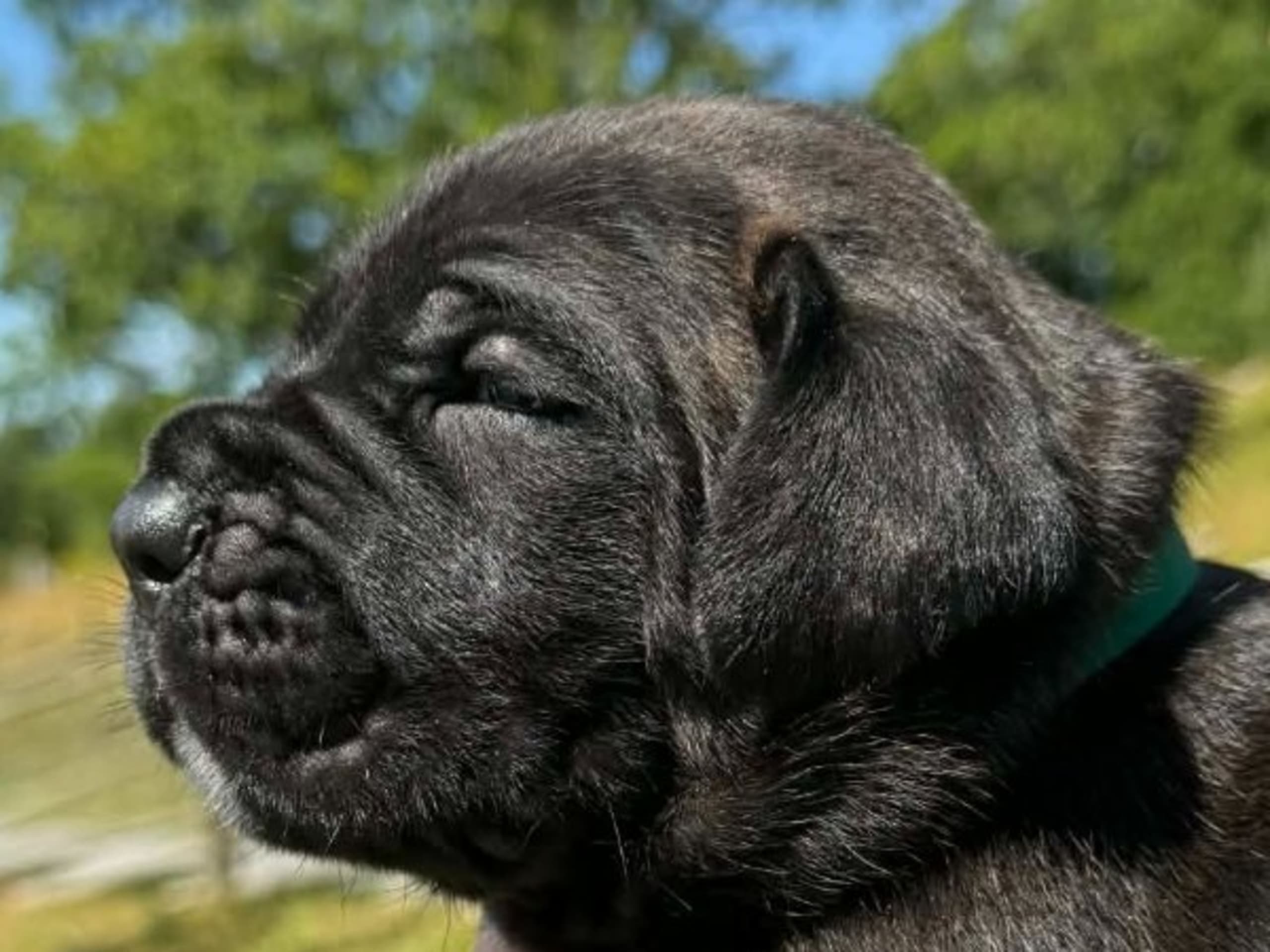 Puppy: ACTION PACK'S OUTSTANDING ORWAR