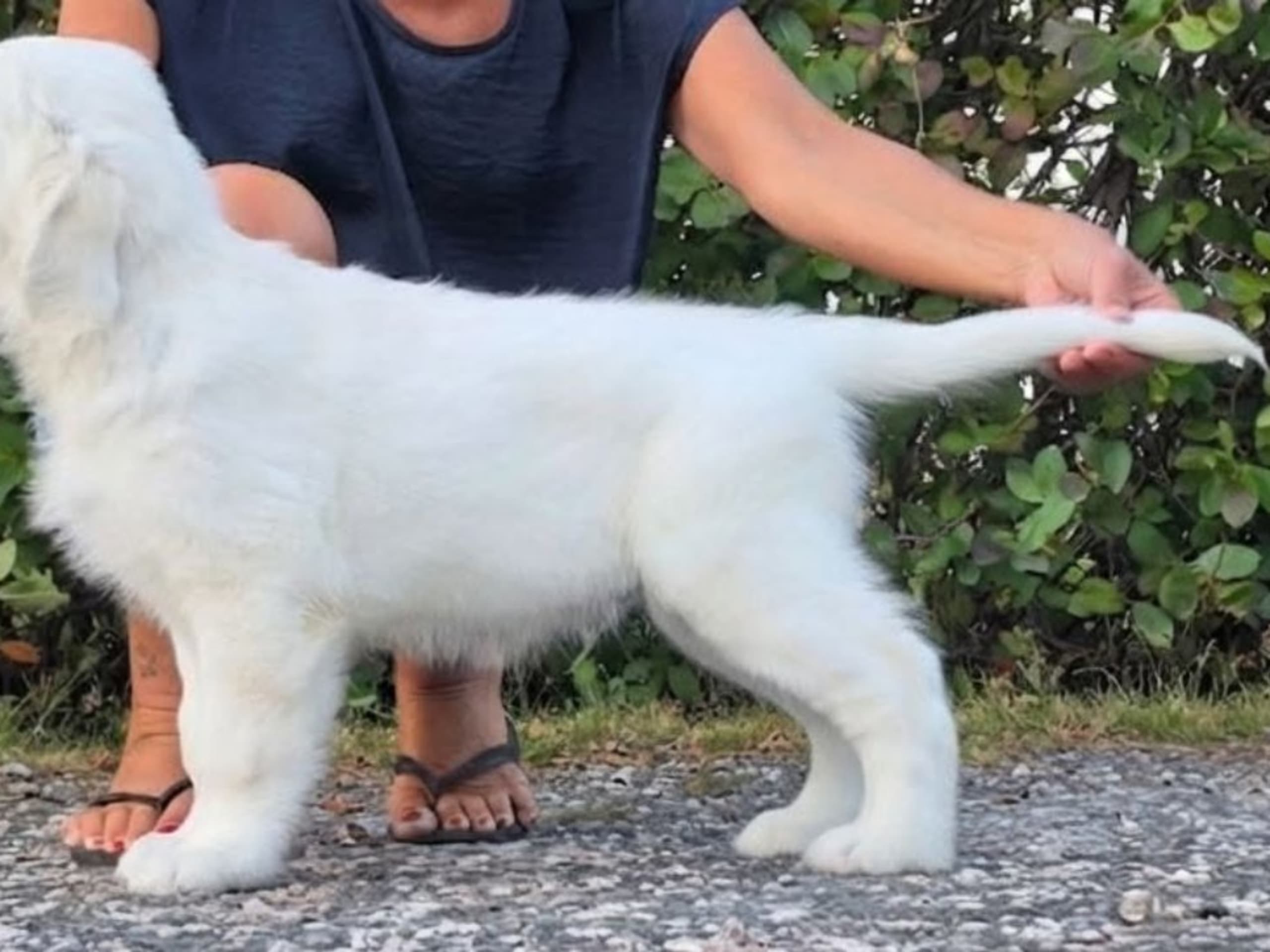 Puppy: GOLDBLAZE VIEW OF VICTORY