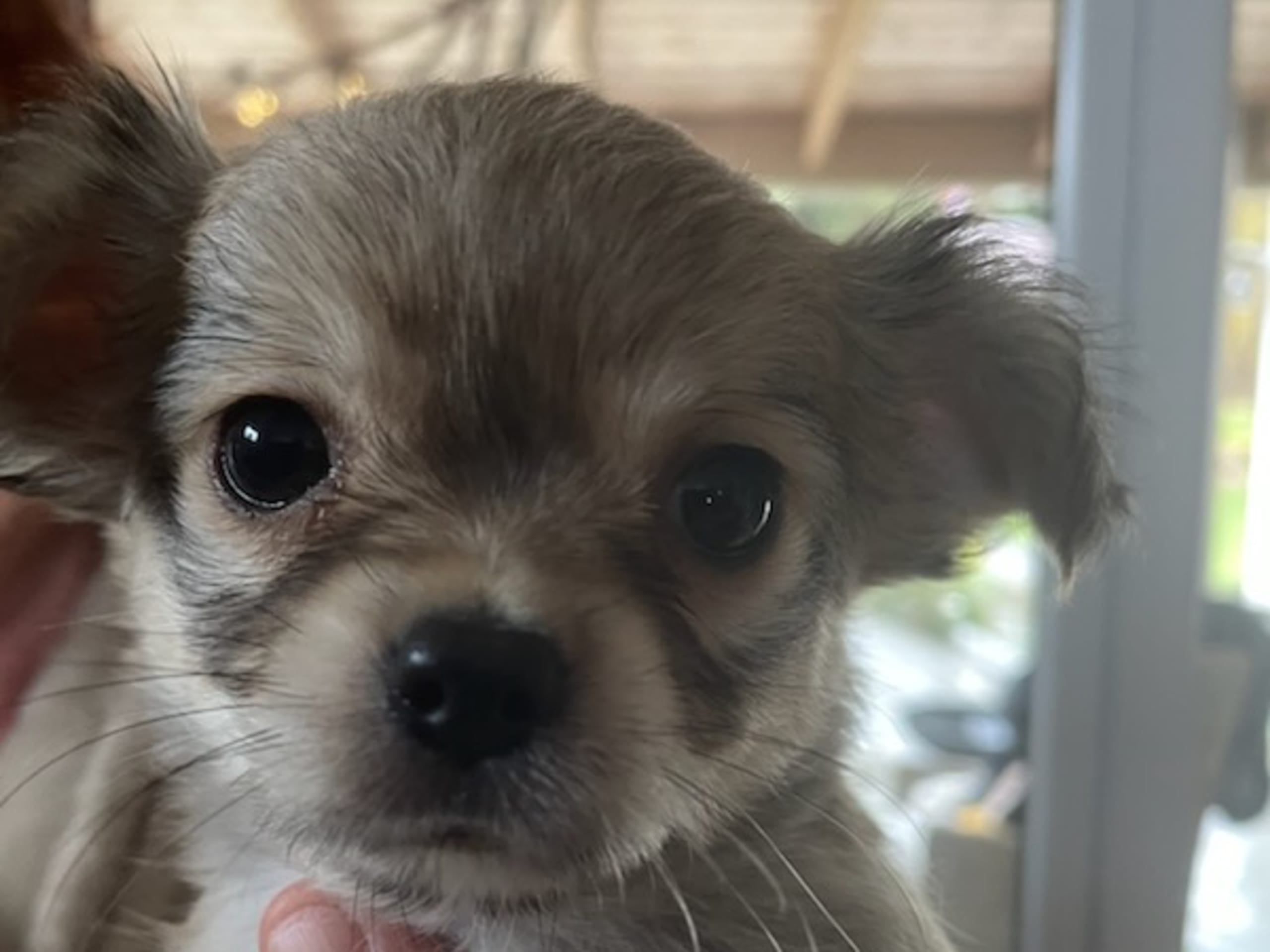 Hannhund 2