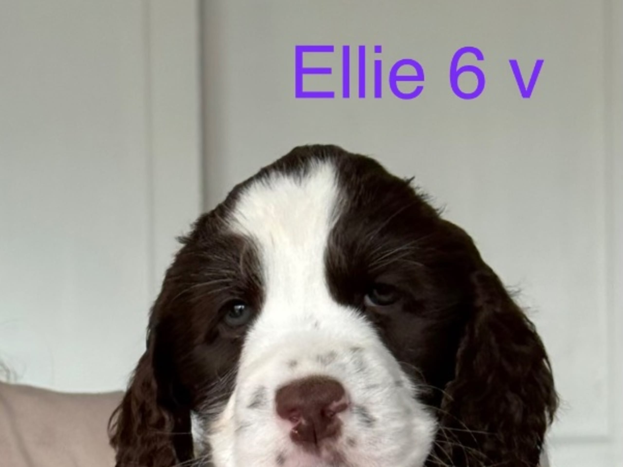 Puppy: YAZZPEAK'S ELEVATE ALL I GOT
