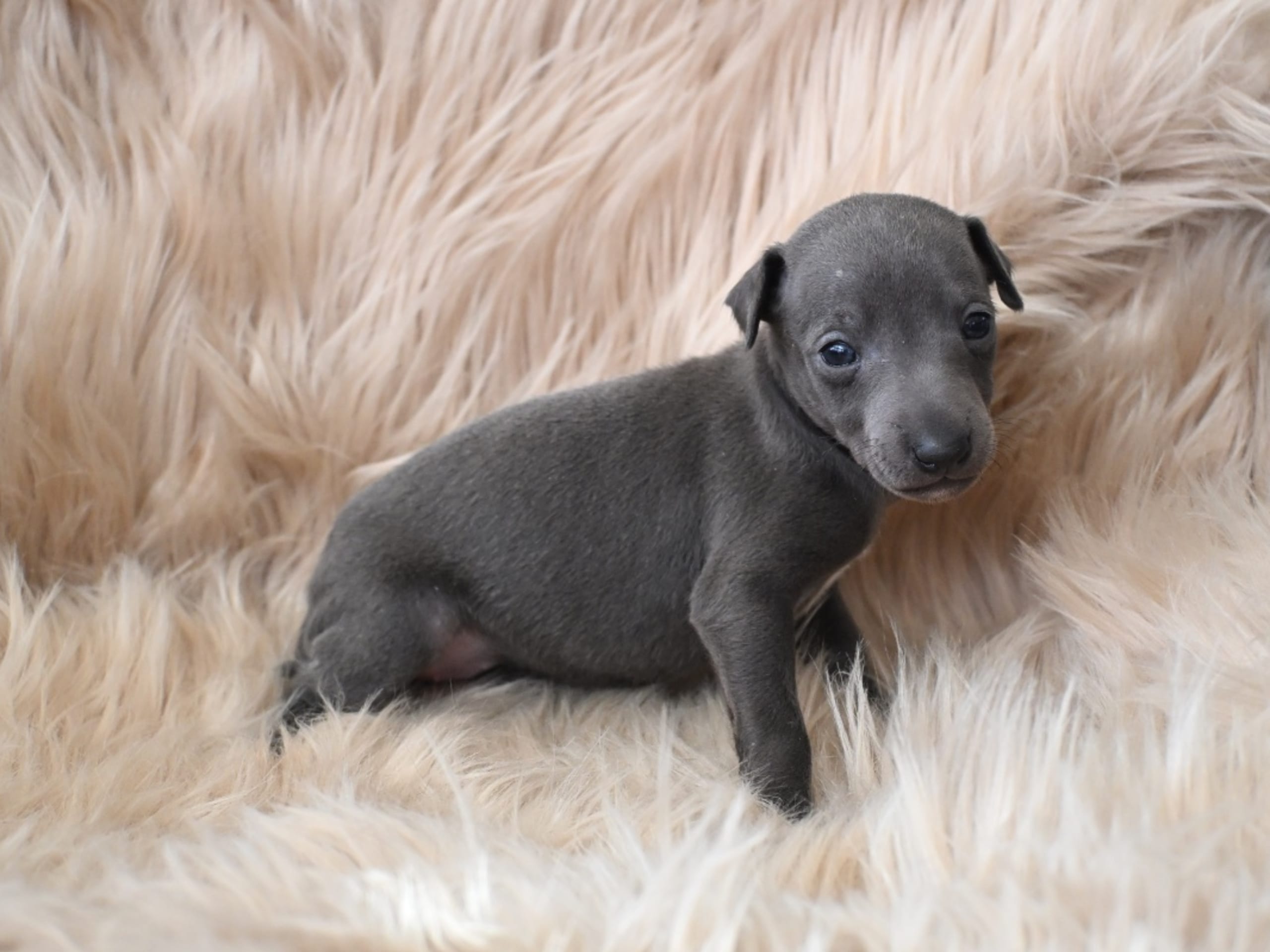 Puppy: POWERBOHEMIANS PRINCESS LEIA