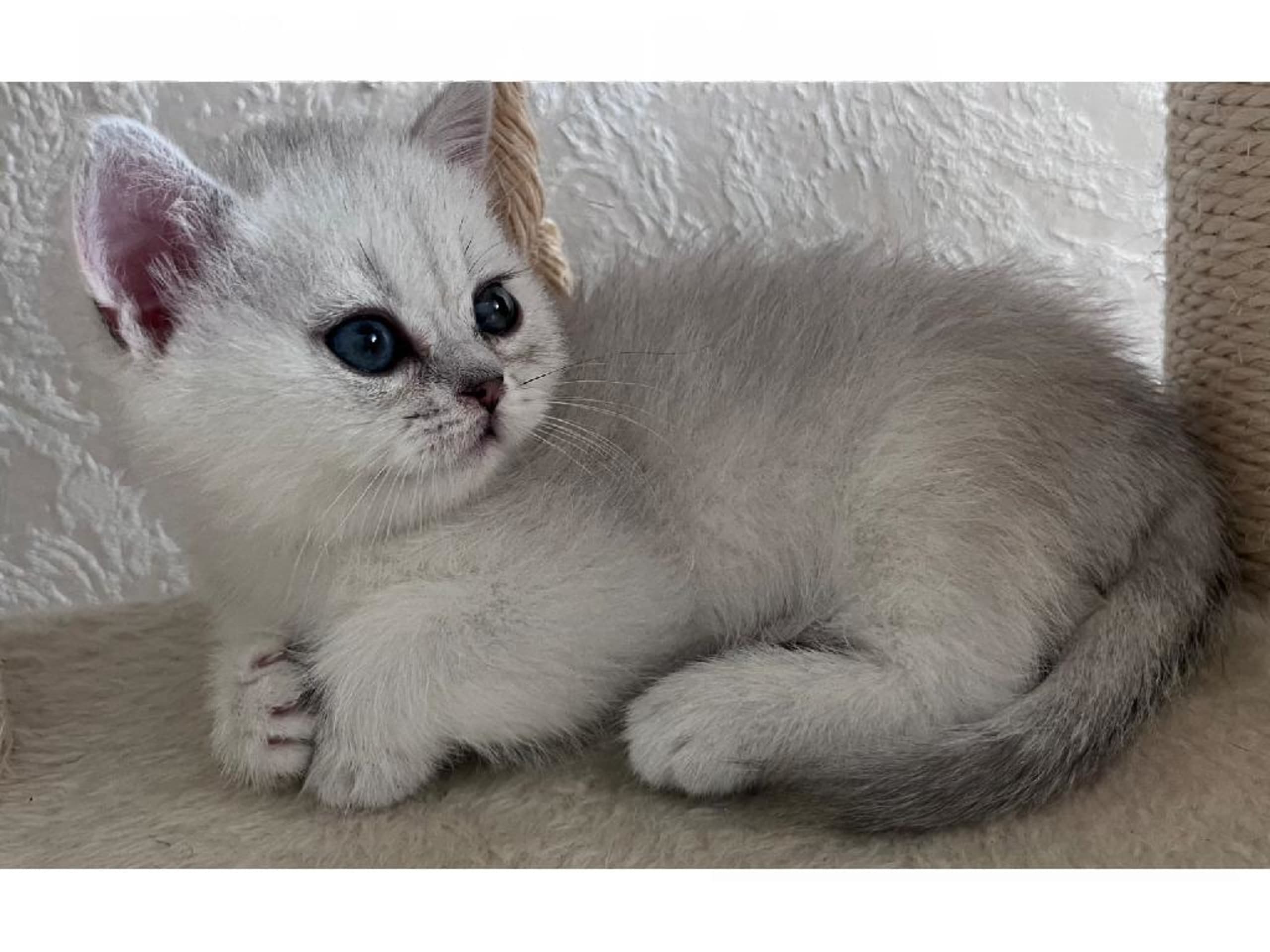 kitten: Sakura