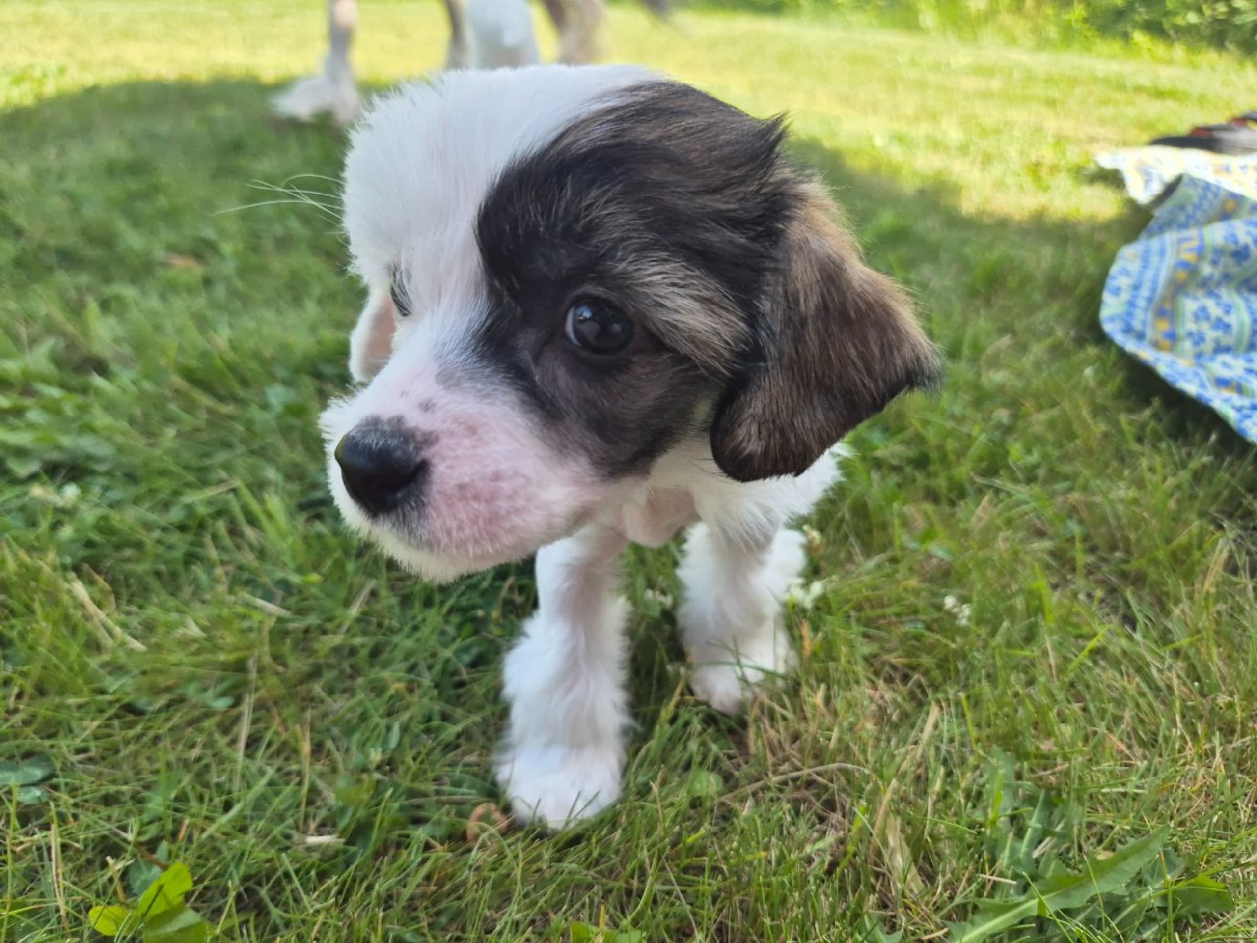 Puppy: SAGOLIS GREEN HALO