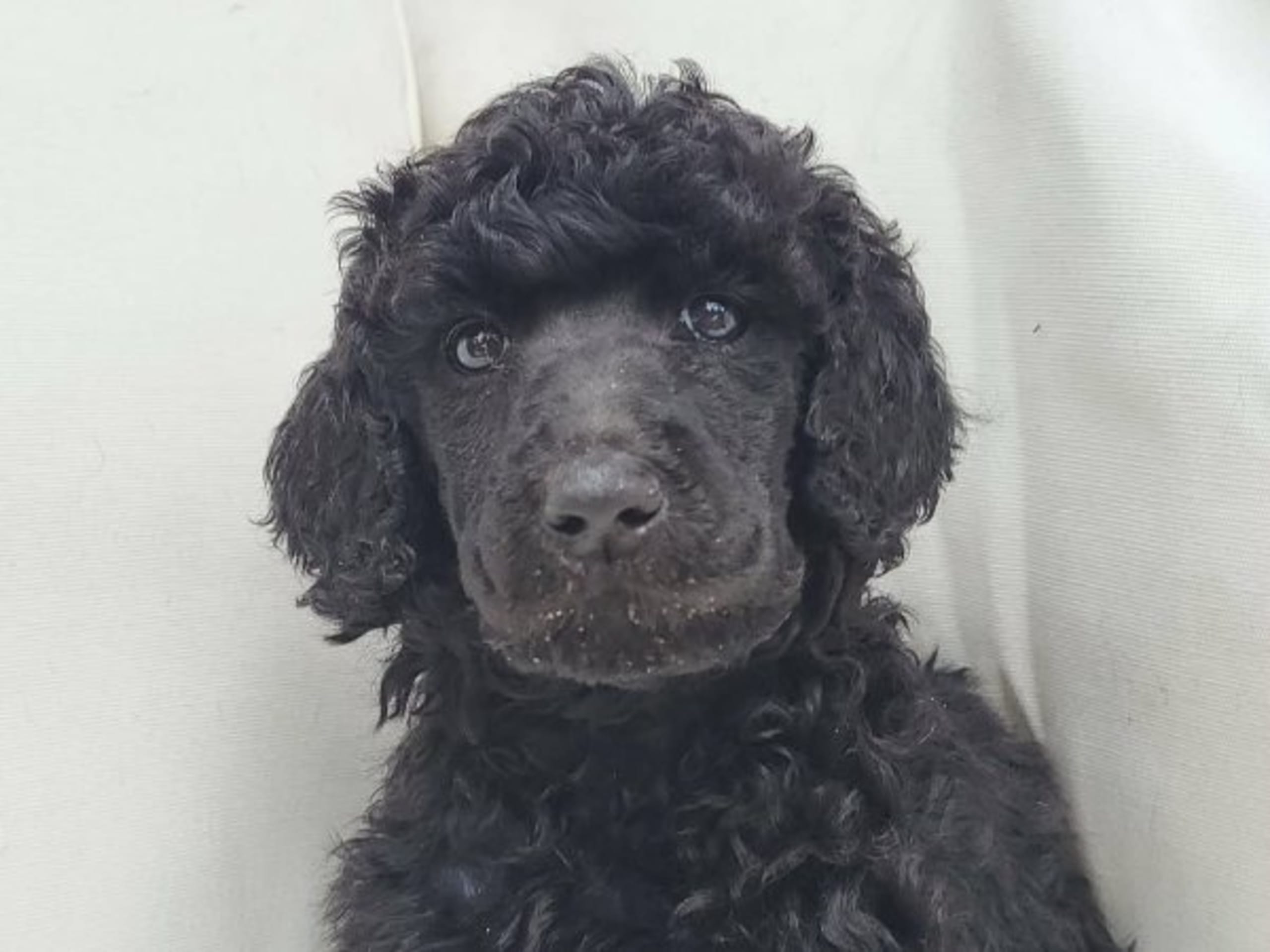 Puppy: NIKTAS FUSION MUFASA