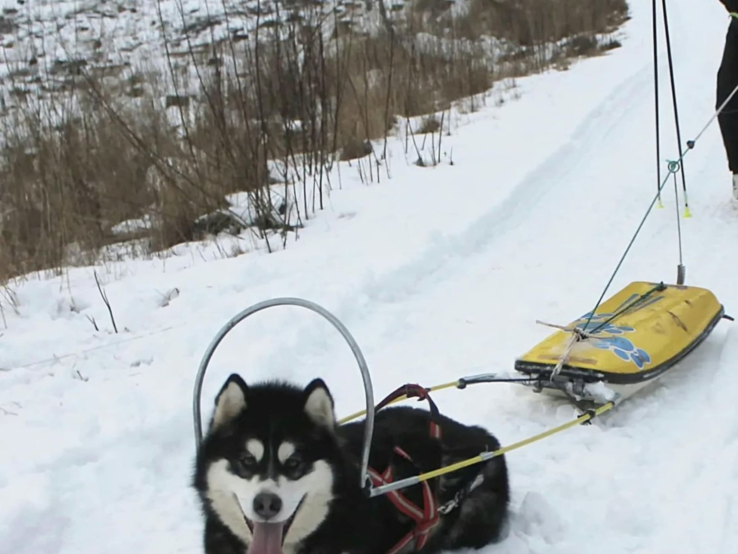 Hund: CHEENIK'S NORTHERN STAR MUSHI