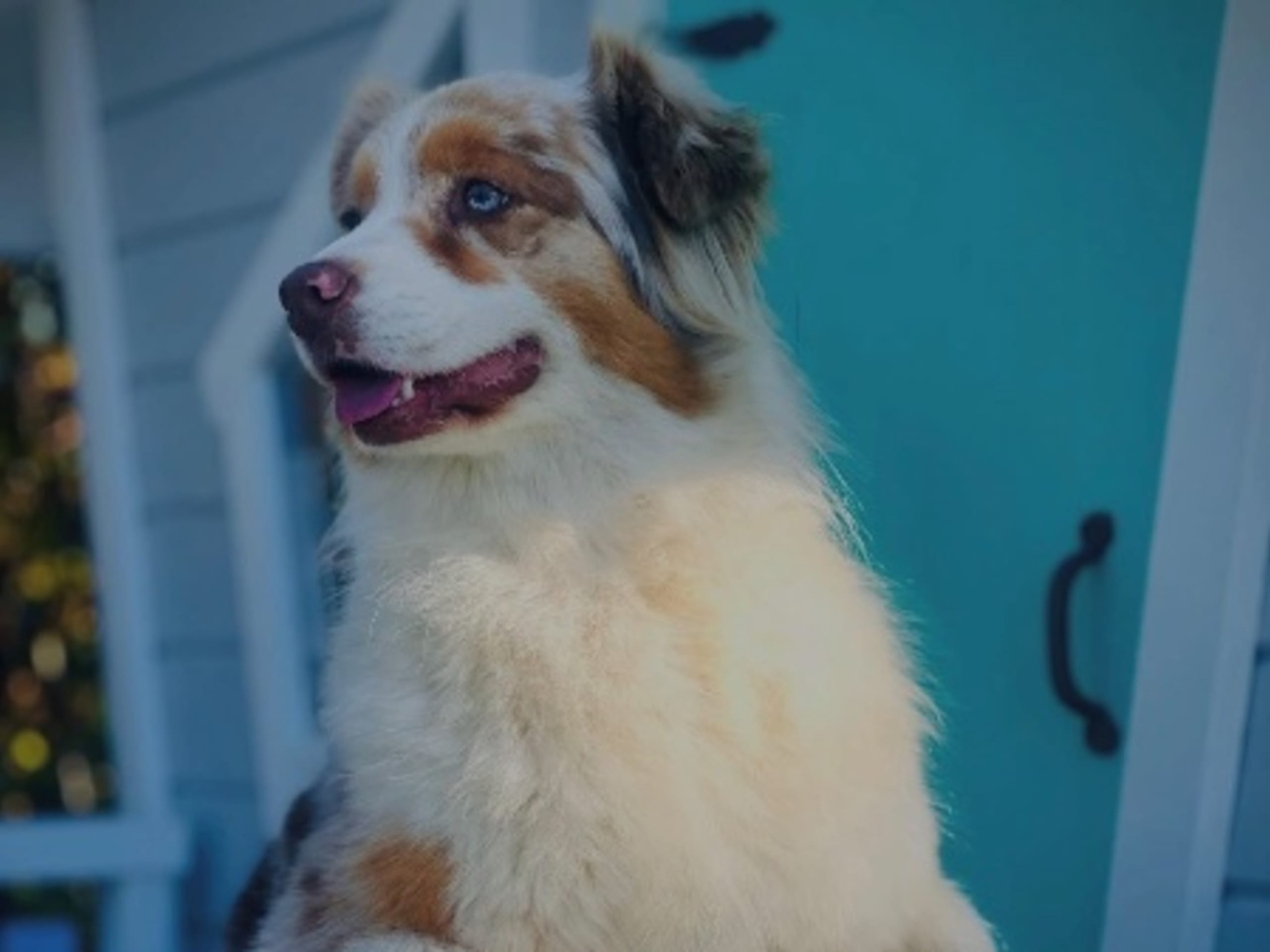 Mother: SHADOW VALLEY AUSSIES OH' AMY