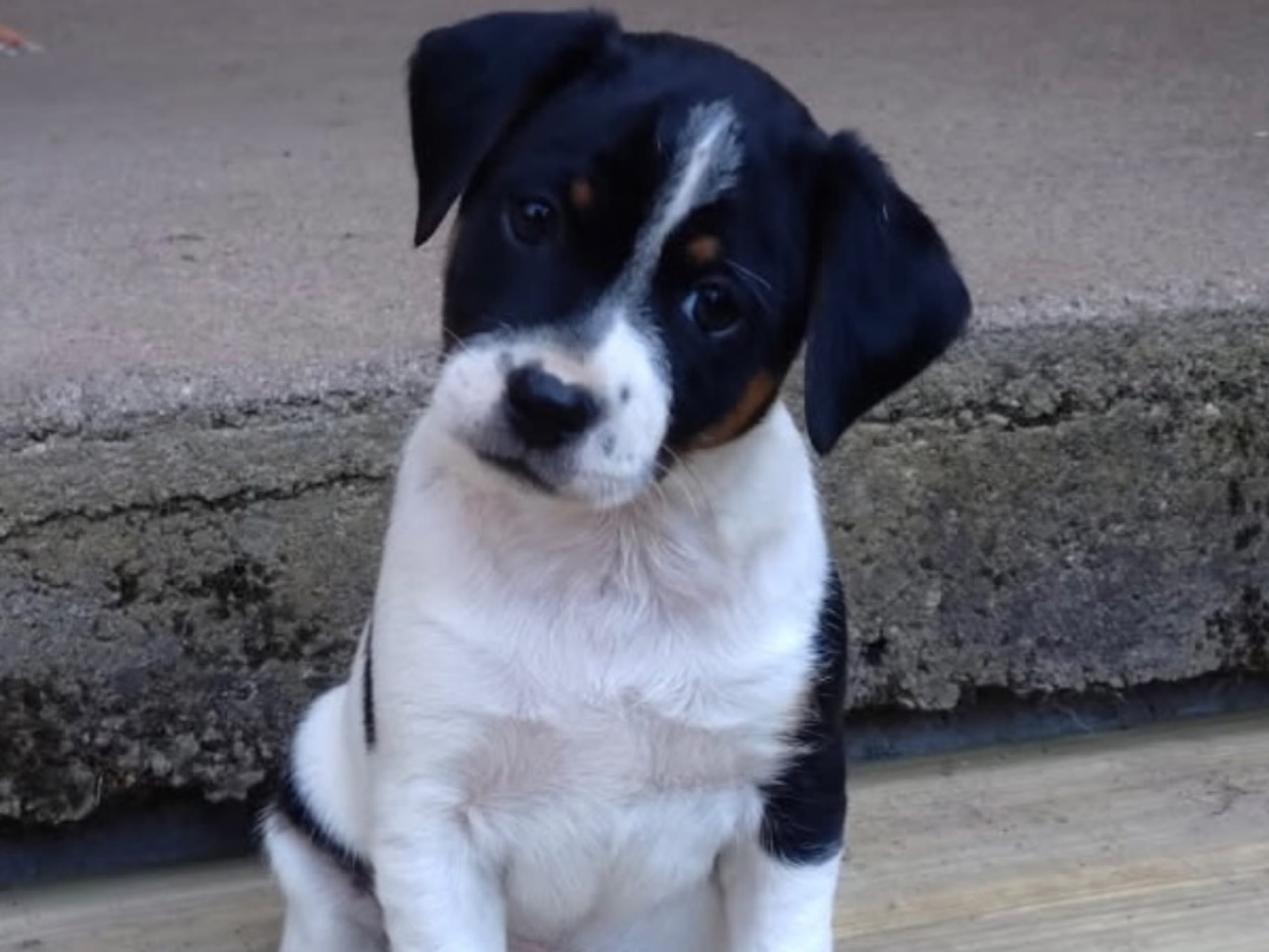 Puppy: HUNDIHULT FOLKE
