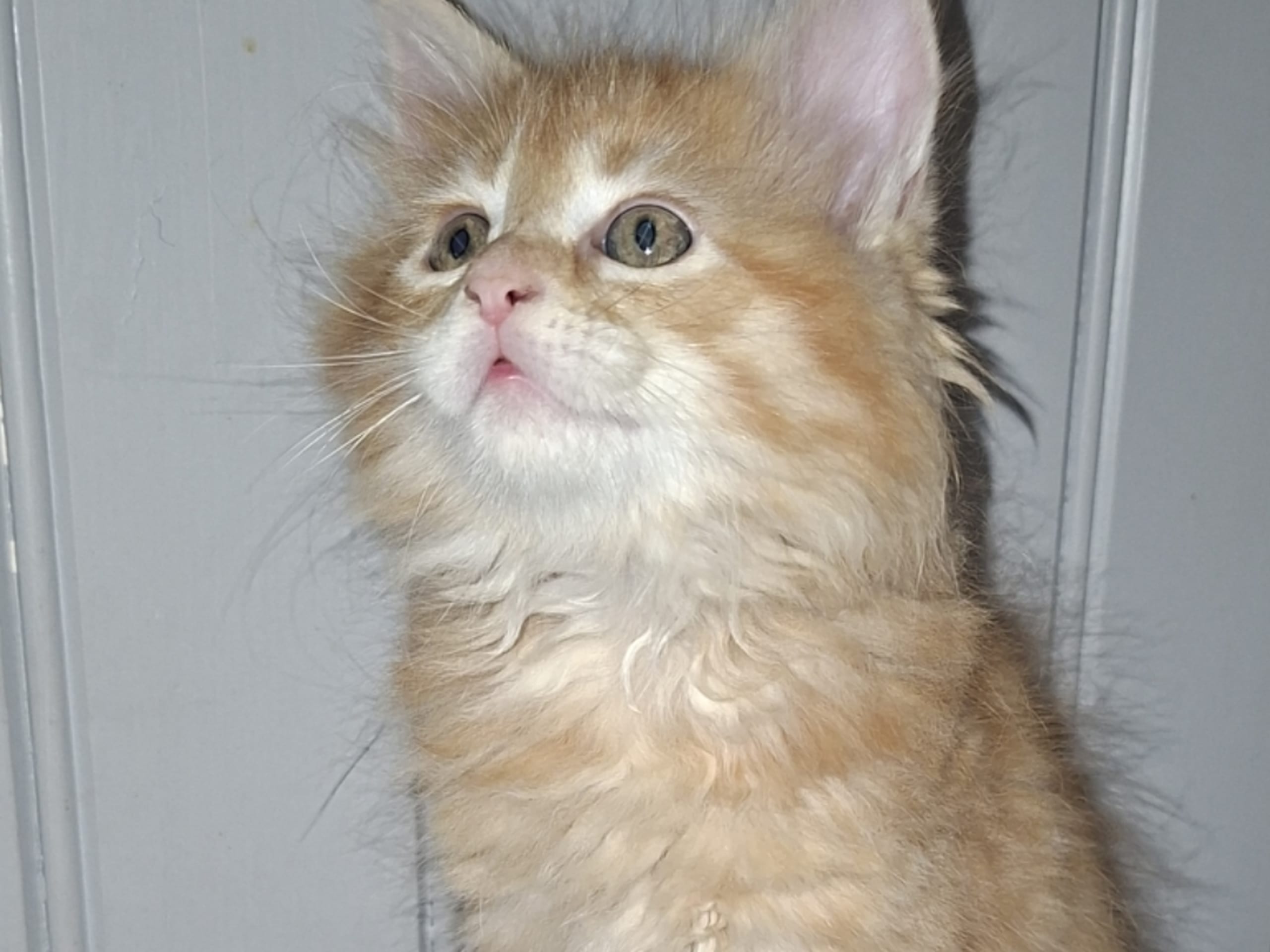 kitten: Hona 3