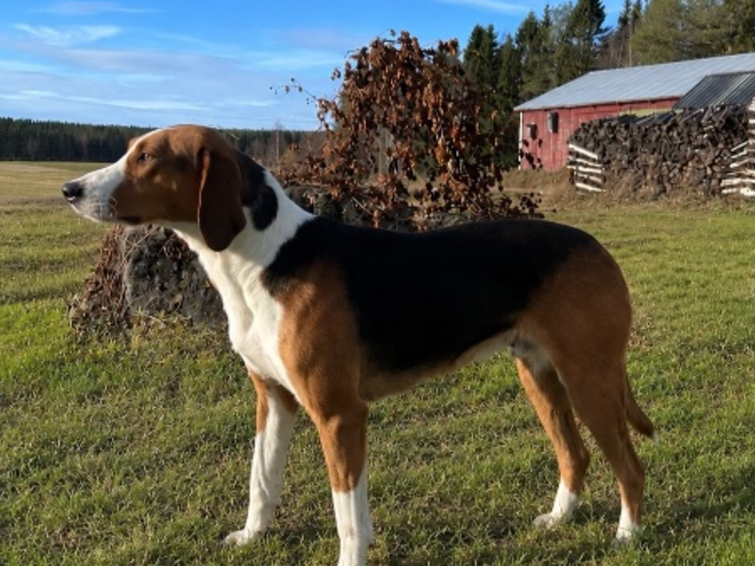 Mamma: LAPPMYRBERGETS TUIJA