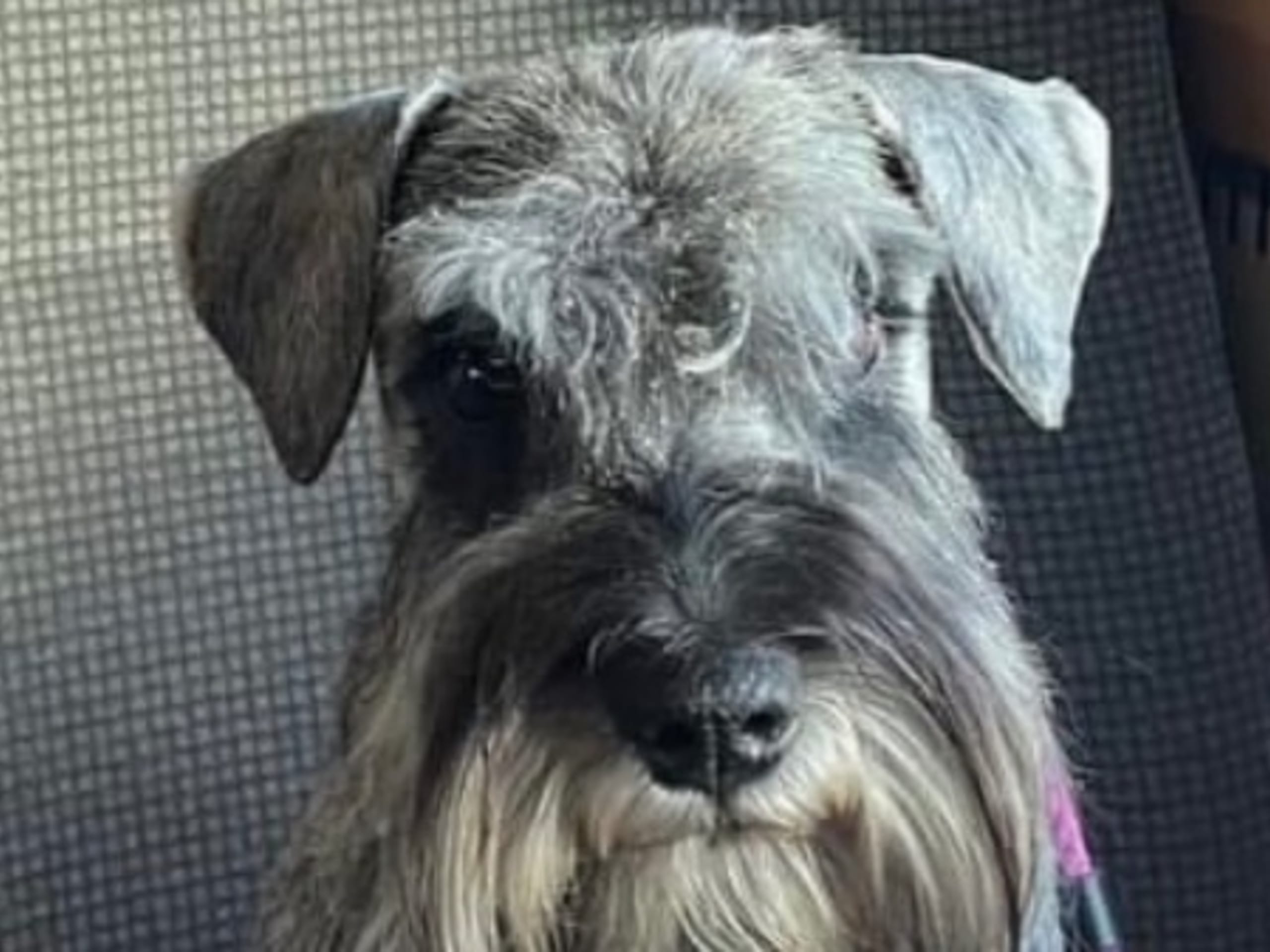 Mother: SCHNAUZI-HERO'S SHEILA SABRINA