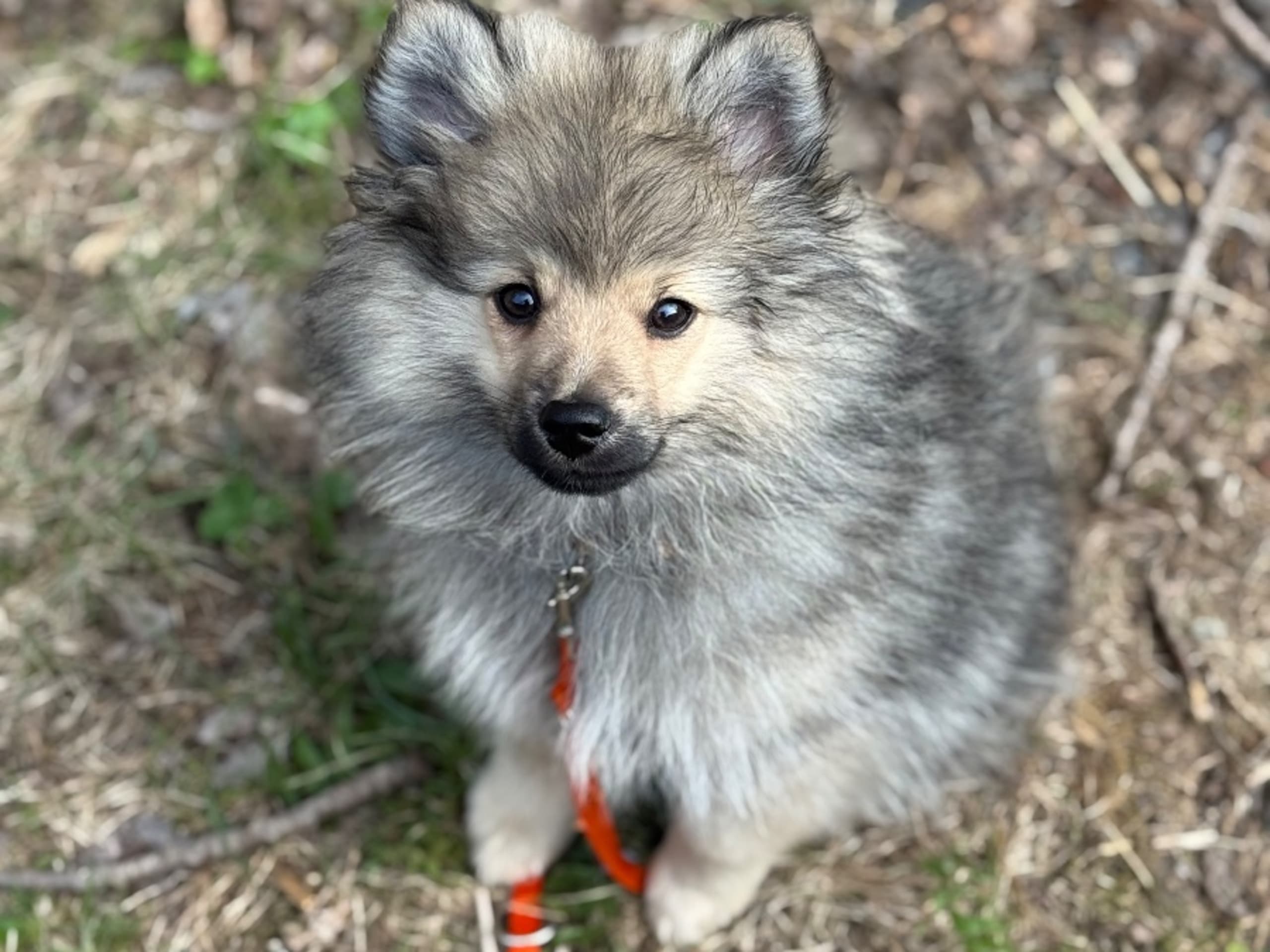 Puppy: OZETTES BRILLIANT ACE