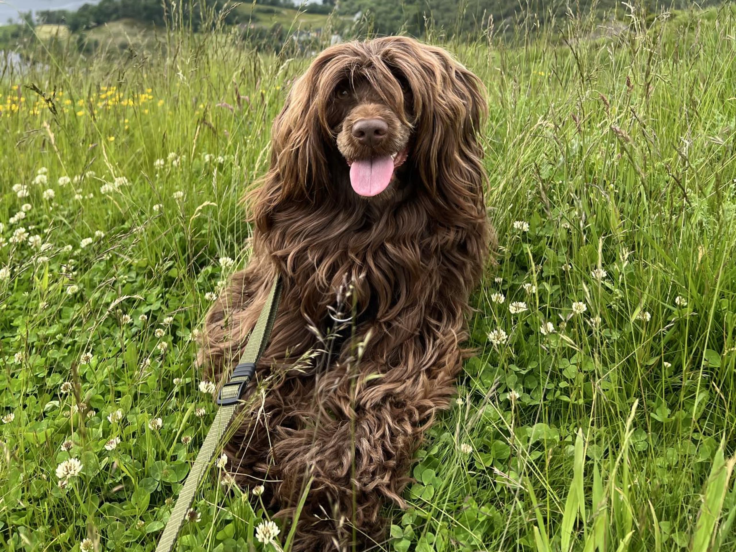 Hund: Milla