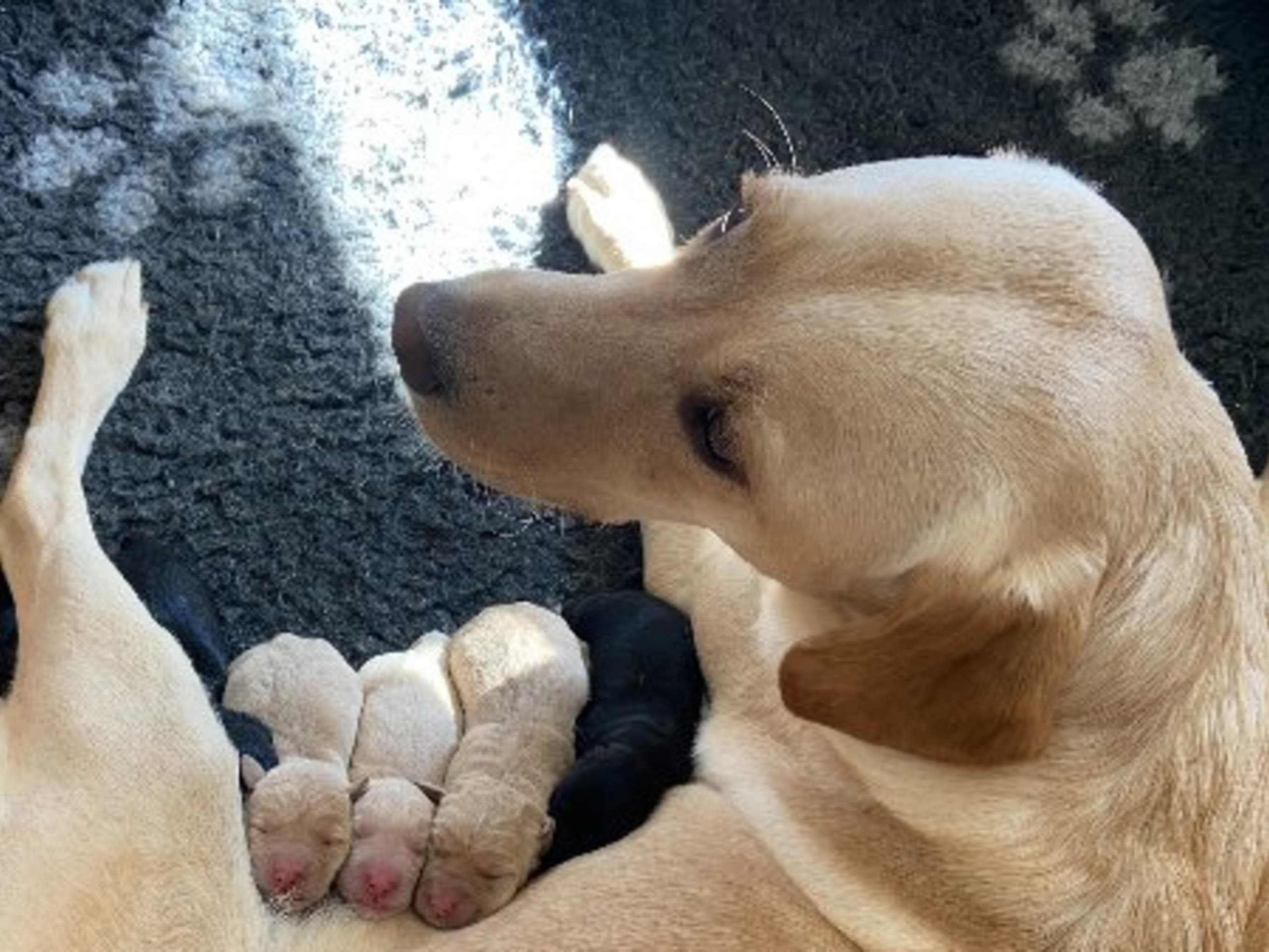 Mamma: GAMEGAINER ÅSE