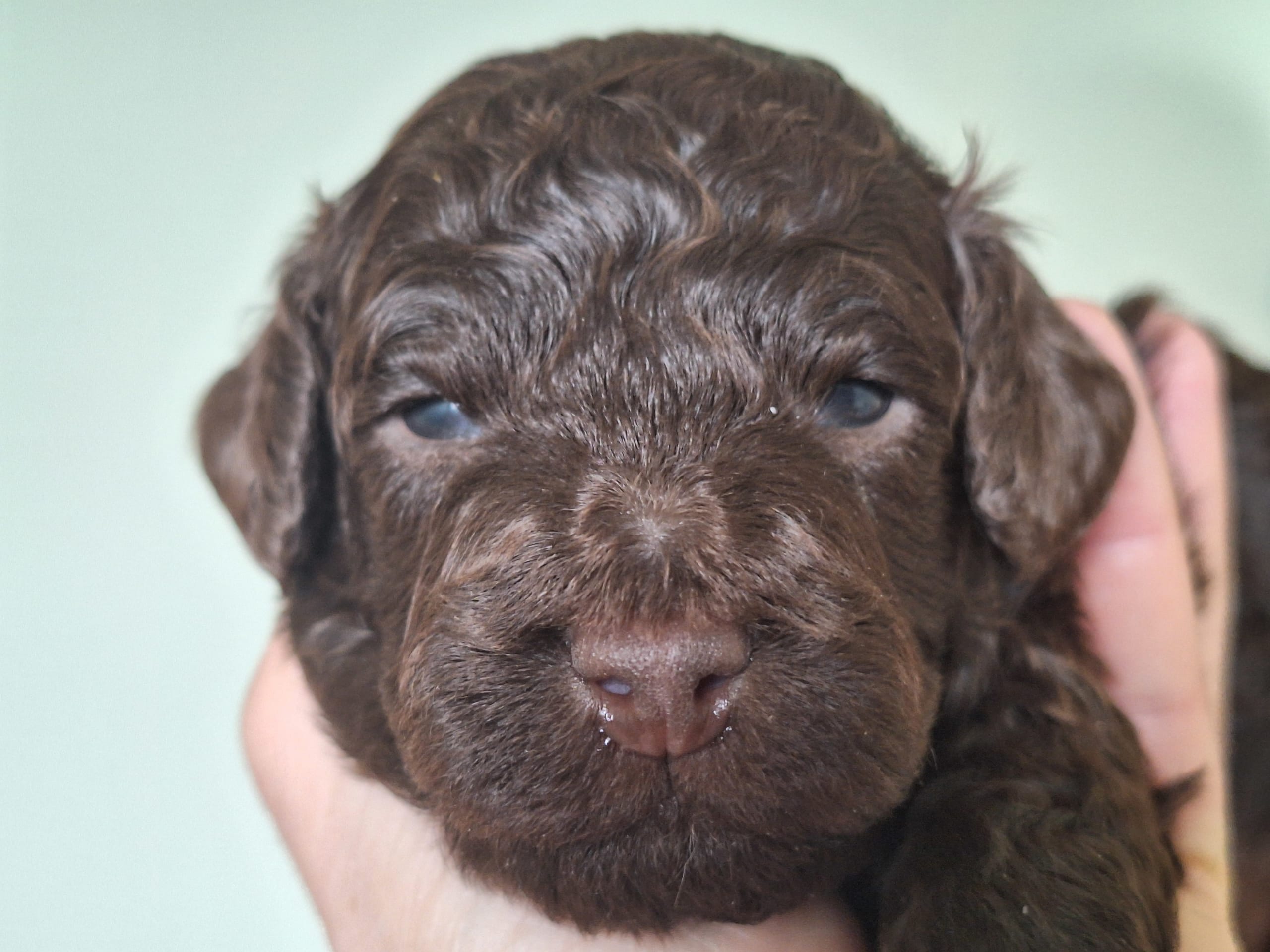 Puppy: Hane 1