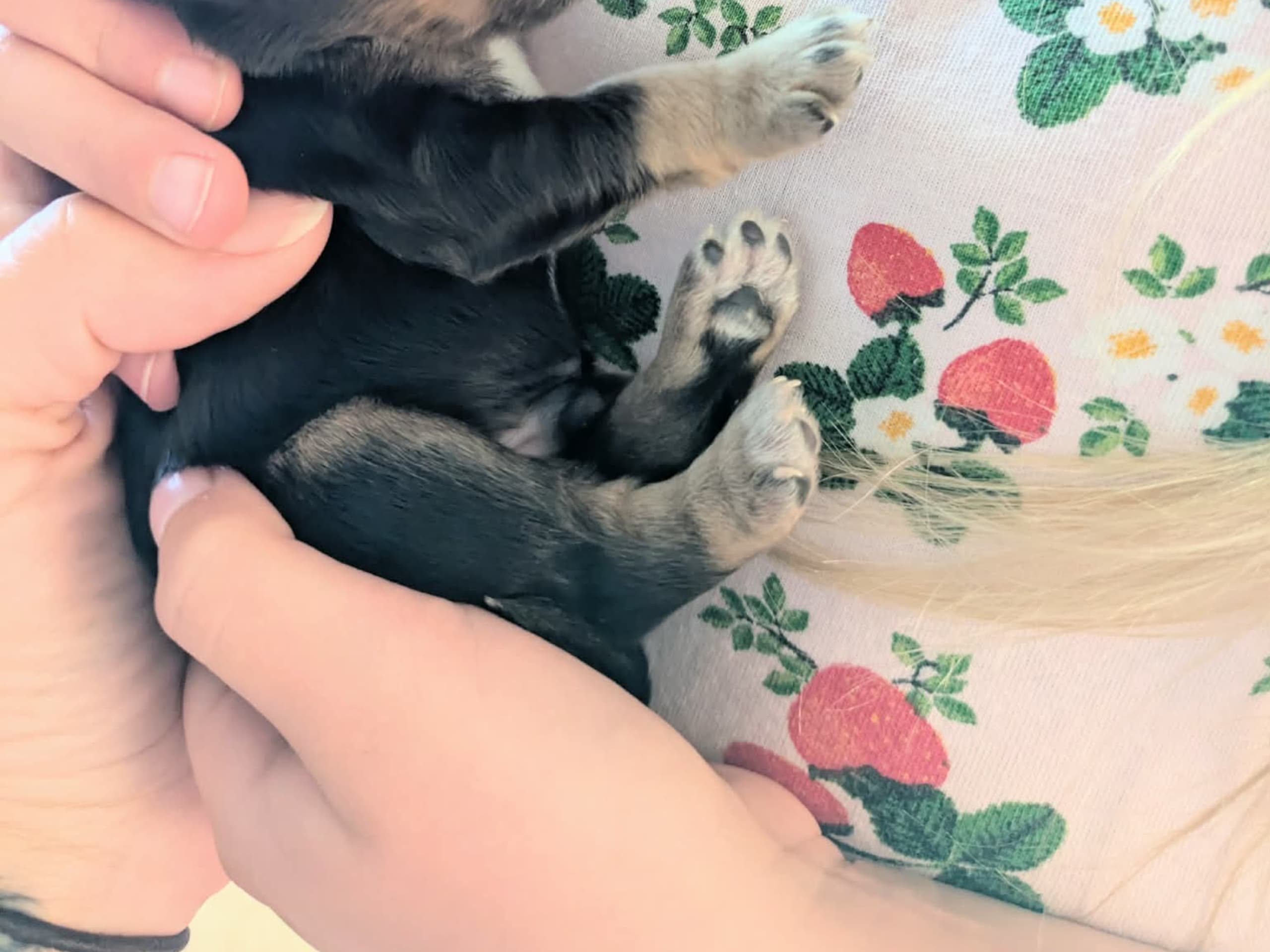 Puppy: Tik 5