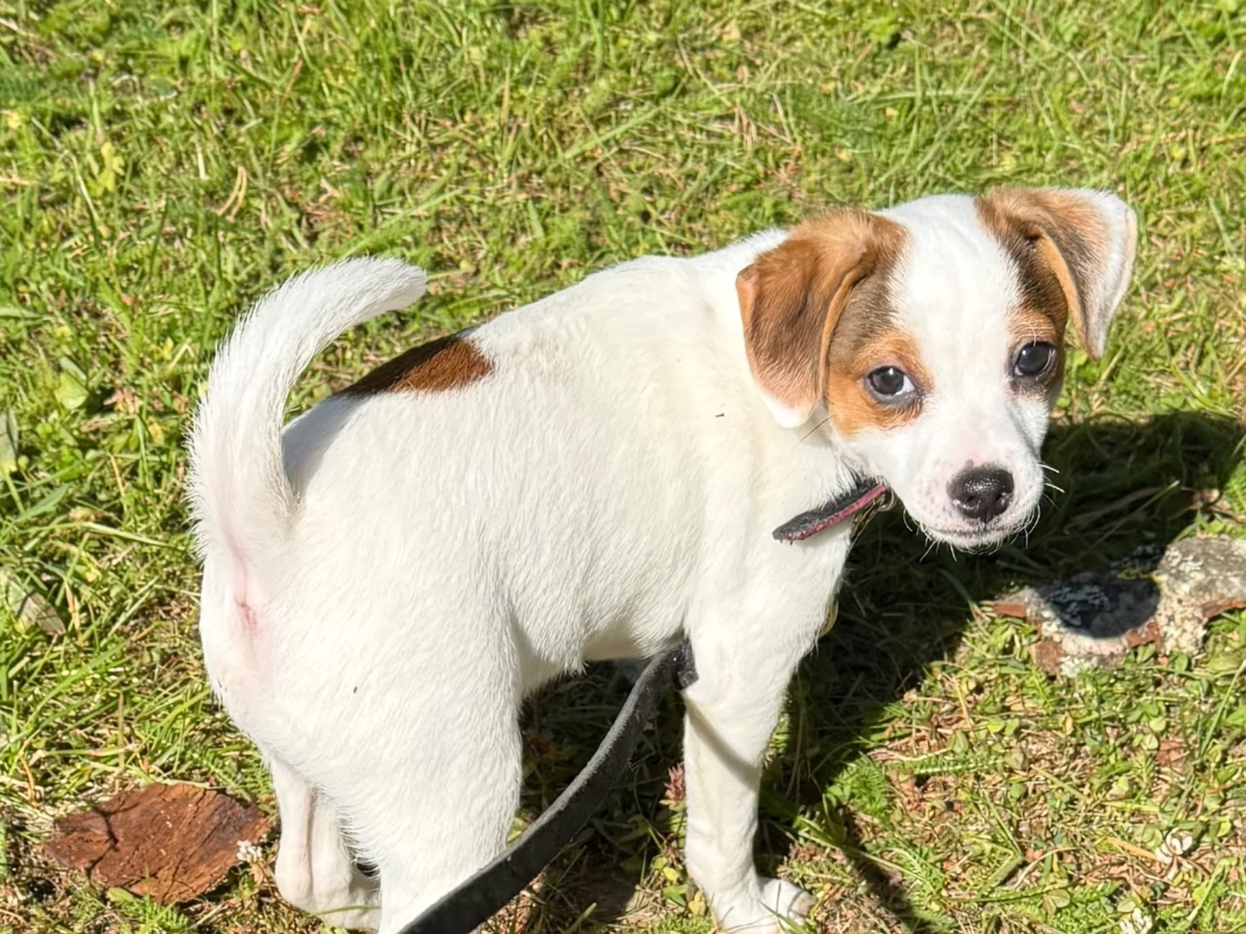 Puppy: SARINGES BYNS ENDA BLONDIN