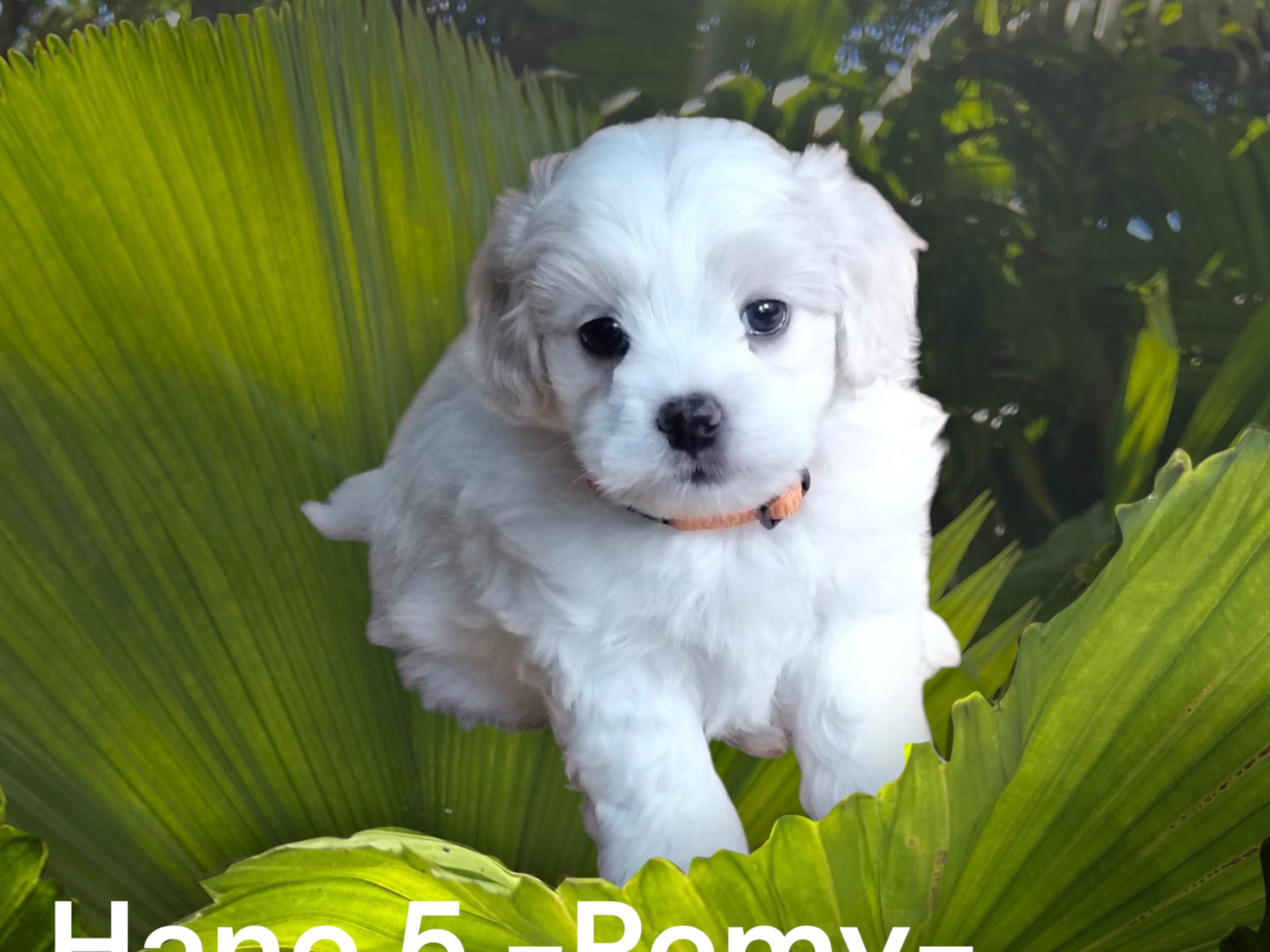 valp: Remy