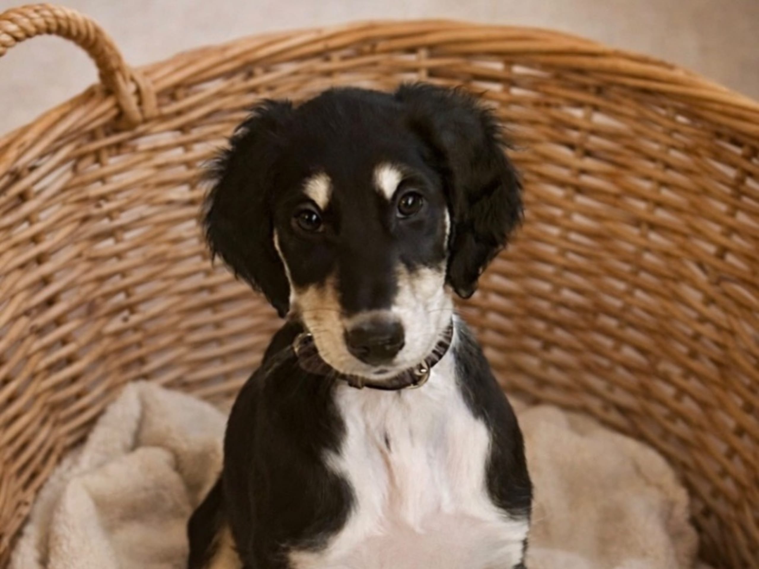 Puppy: LAGS LATIFHA NIZAR