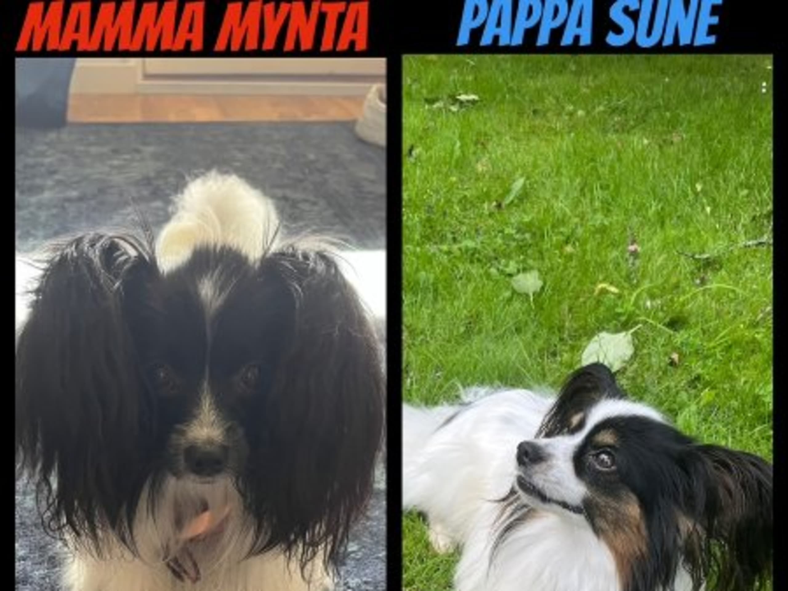 Mother: TORESTORPS KRUZMYNTA