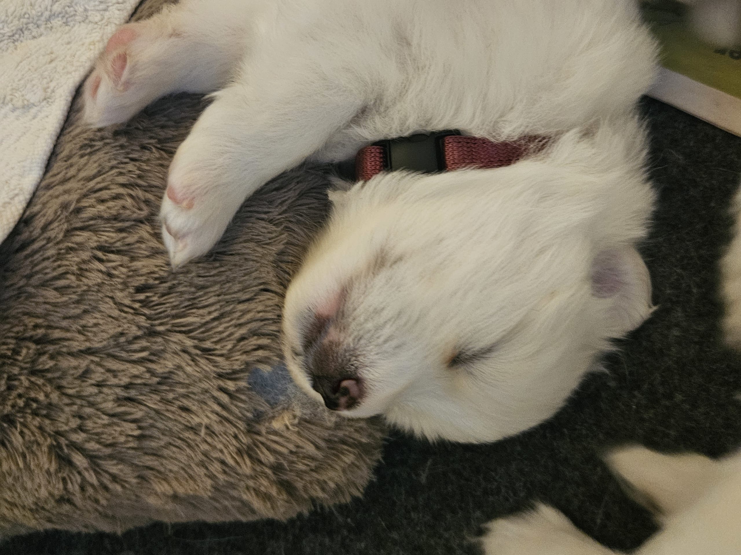 Rambo