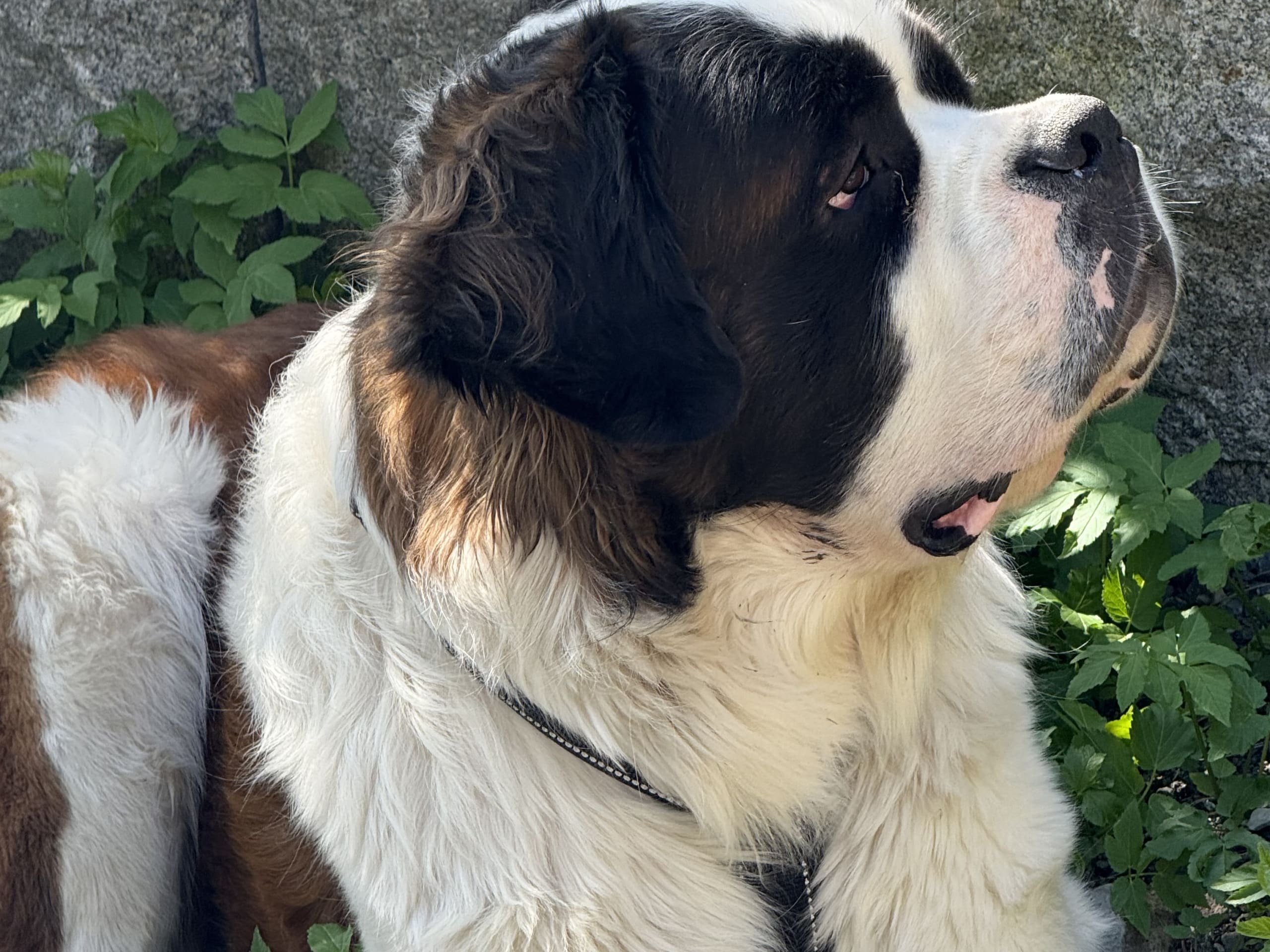 Hund: Bernie