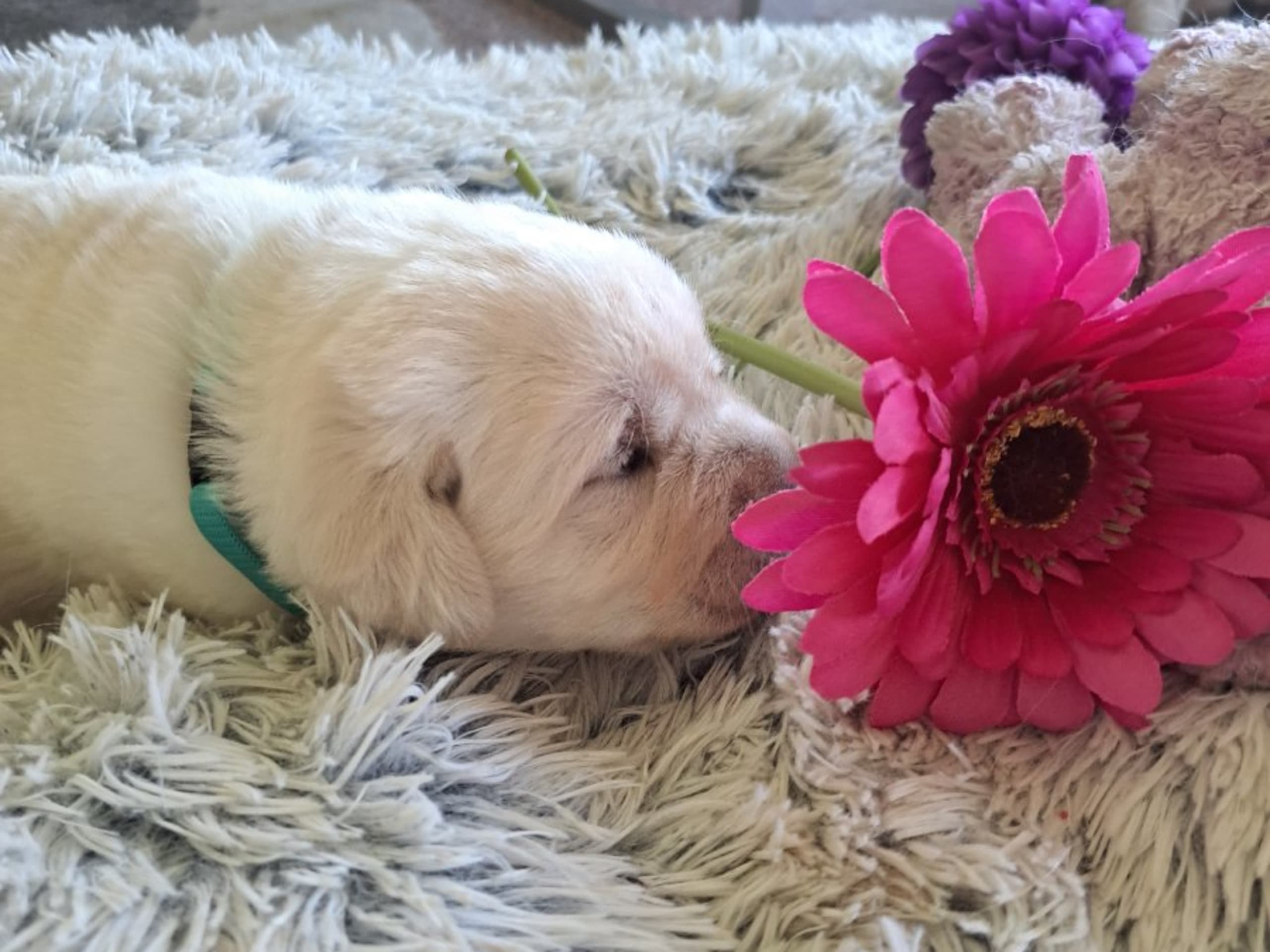 Puppy: ORVAR
