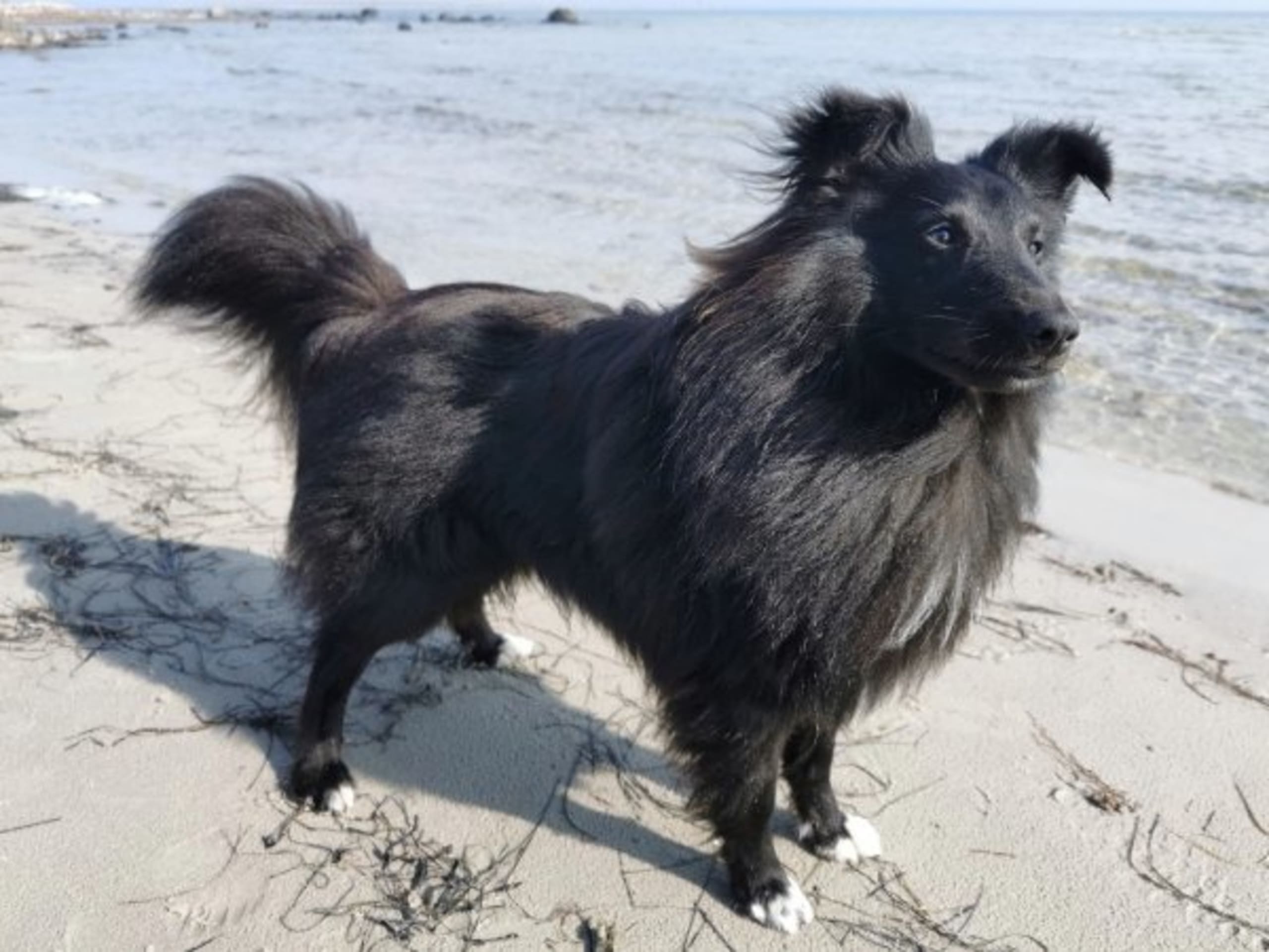 Dog: OLSSINGE THE ONLY WAY IS UP