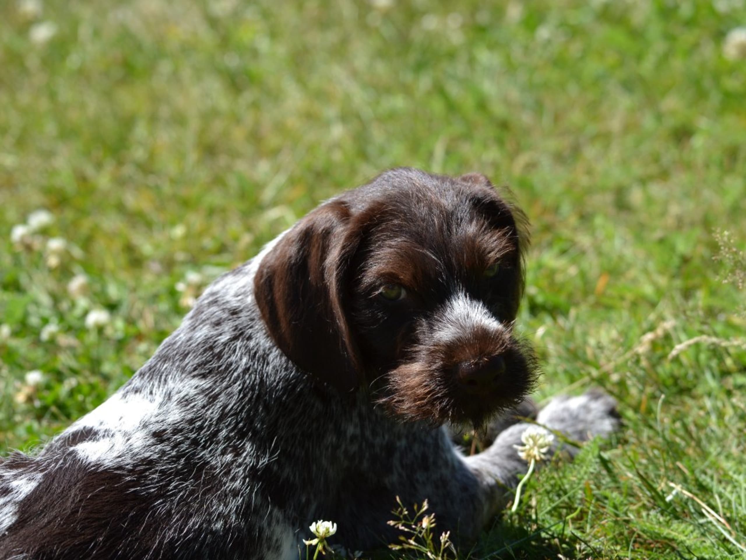 Puppy: BREVIKENS LISA