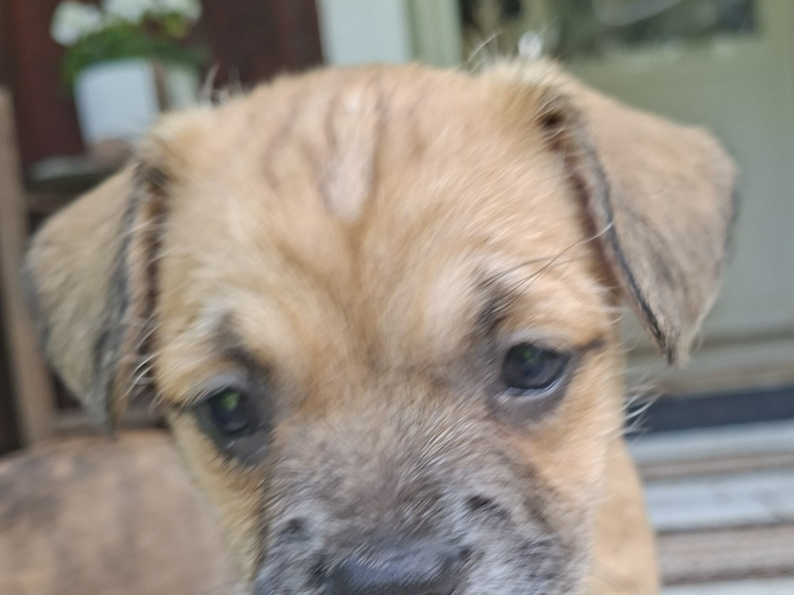 Puppy: Tindra