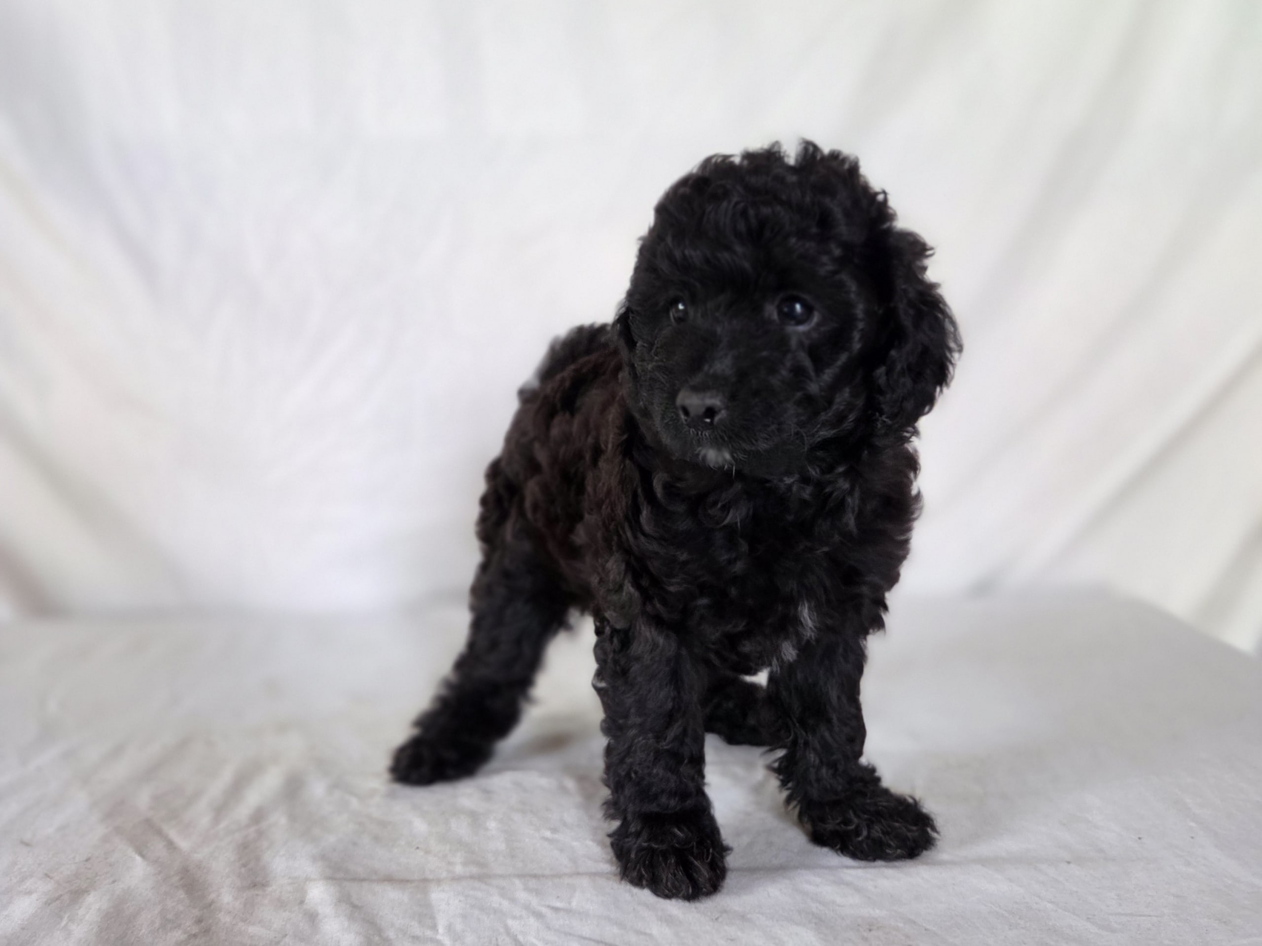 Puppy: Lilja