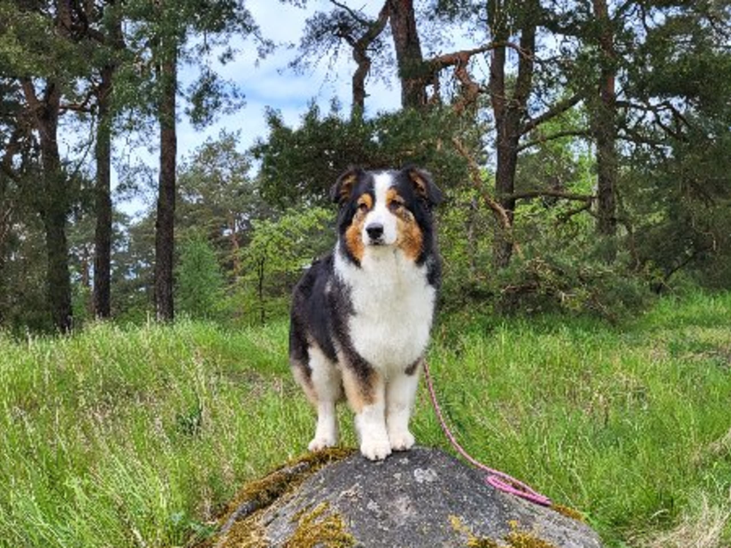 Mother: BORDER'S BLACKPEARL GLOW'N THE DARK