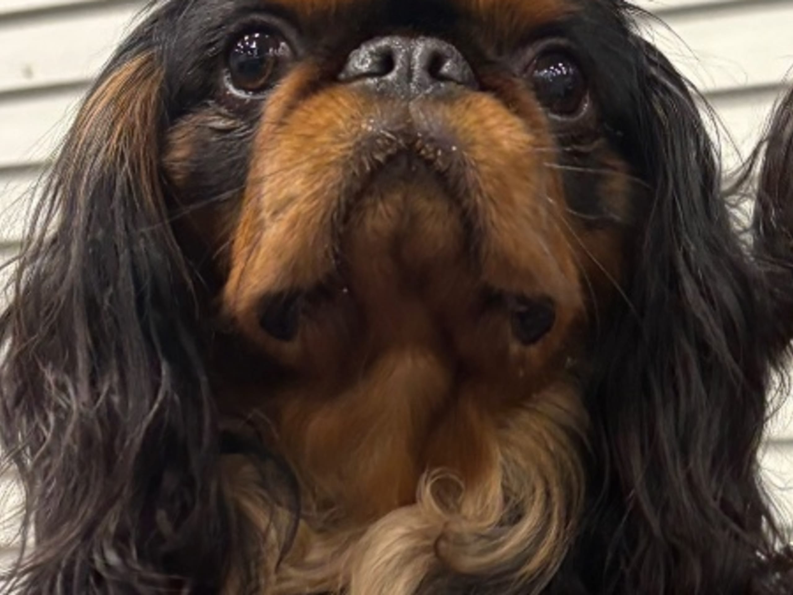 Father: AZART FAVORITE DOG
