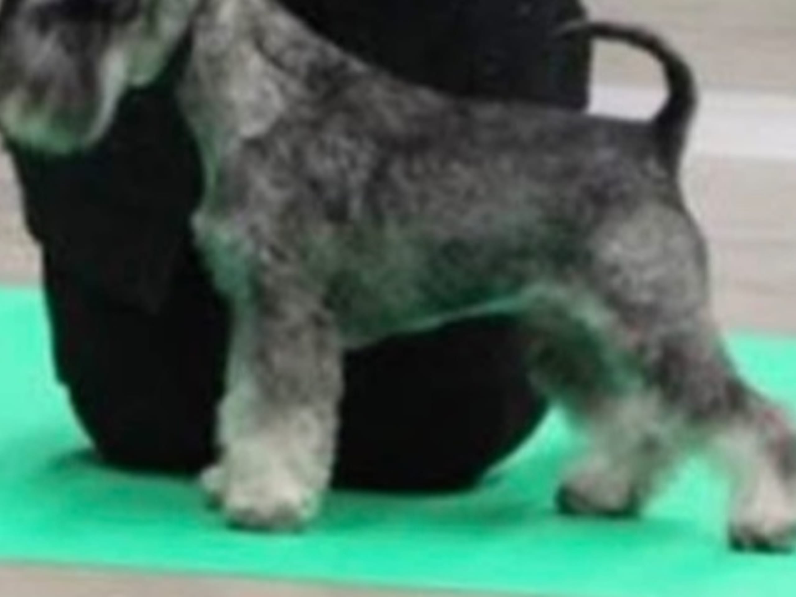 Father: SCHNAUZI-HERO'S TEACH ME TIGER
