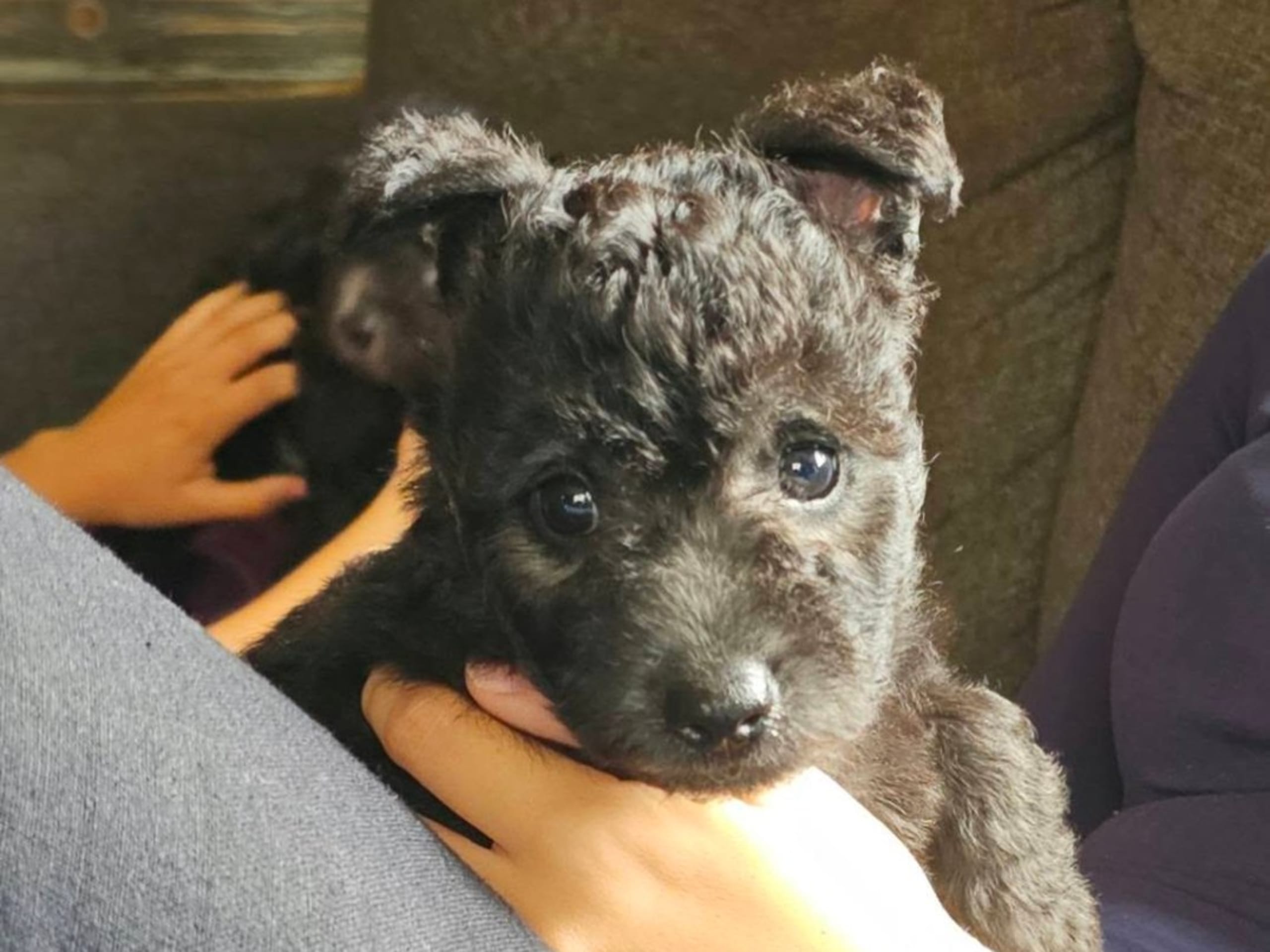Puppy: ROWIBU'S MIDNIGHT SHADOW