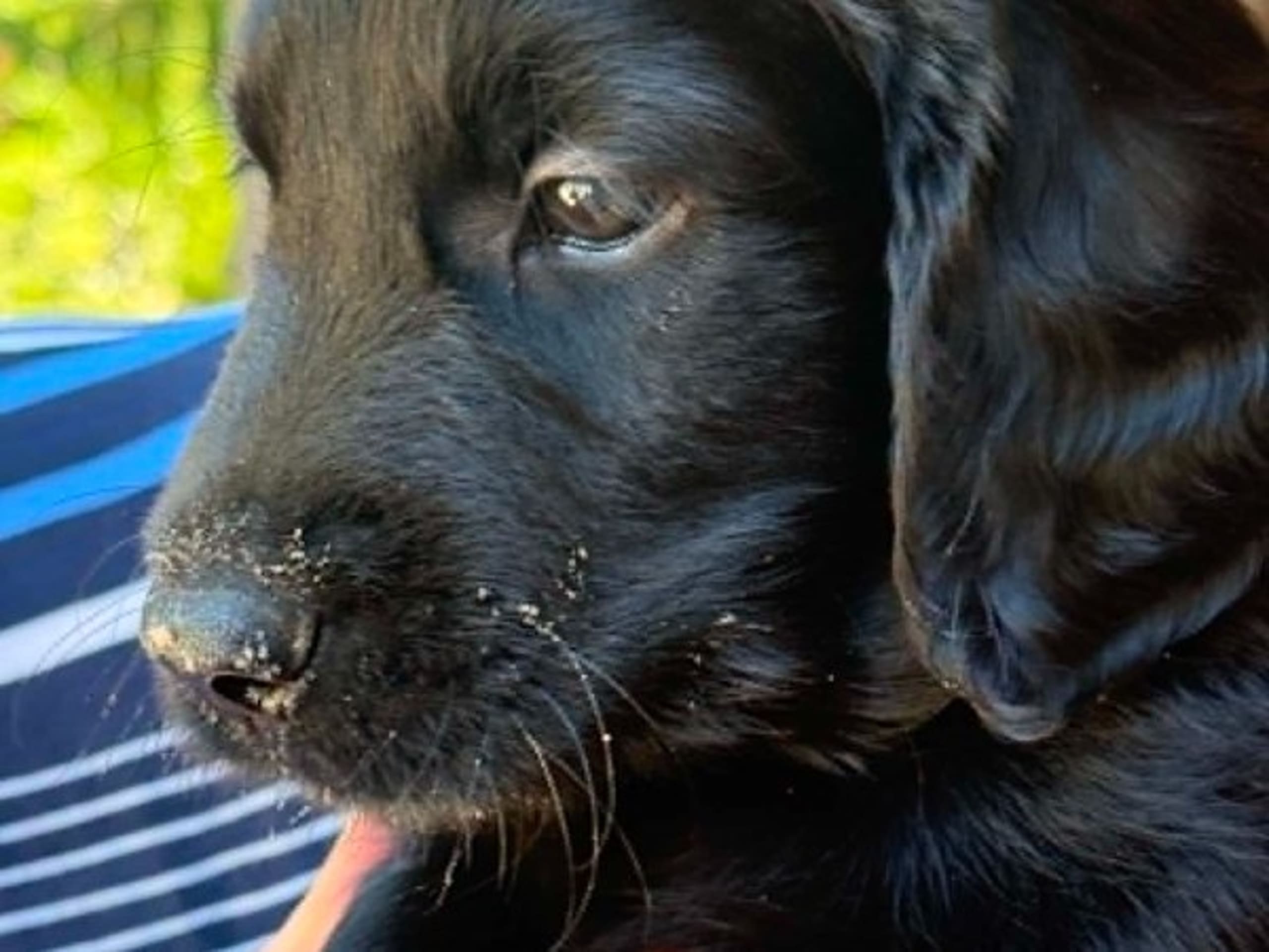 Puppy: ENGSBODA MAGIC DREAM