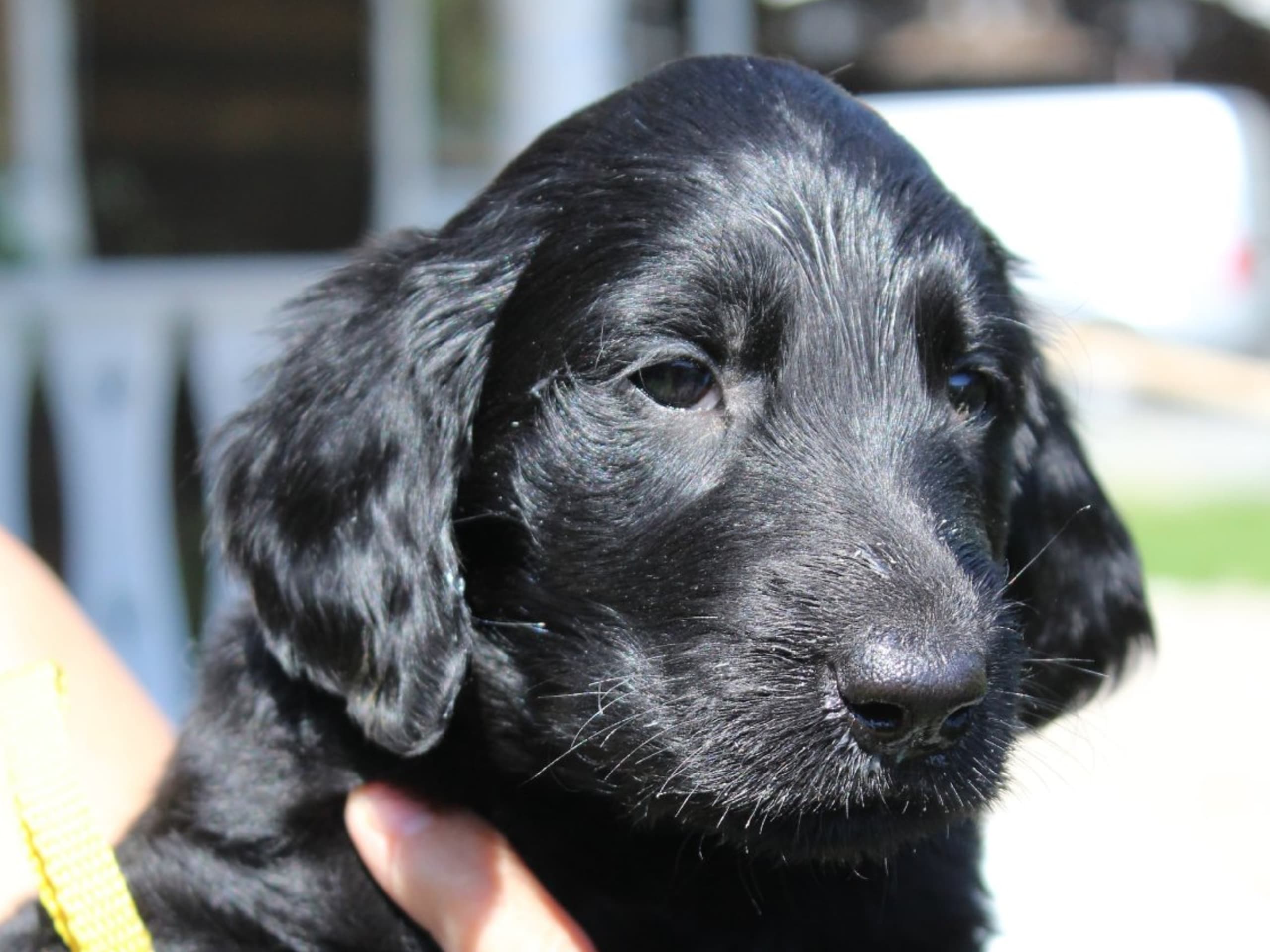 Puppy: ADORE MEE FLATS SOULMATE LOVE