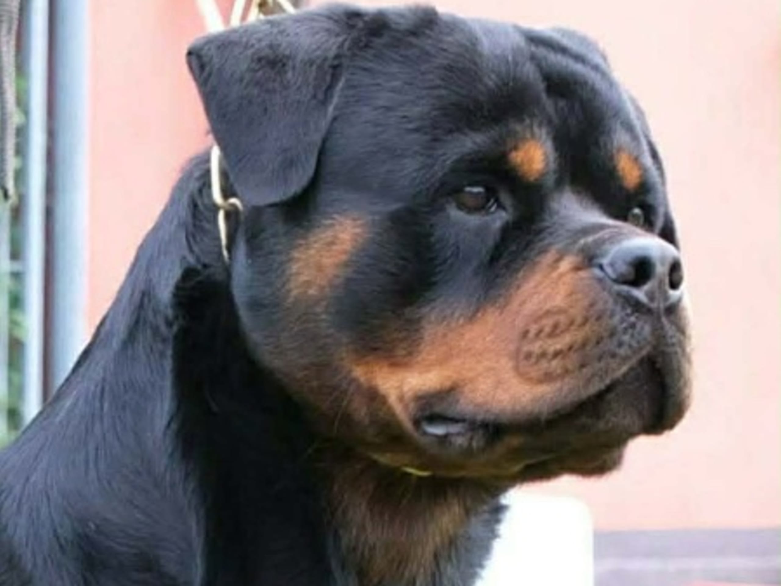 Father: XARI VON DER CROSSENER RANCH II