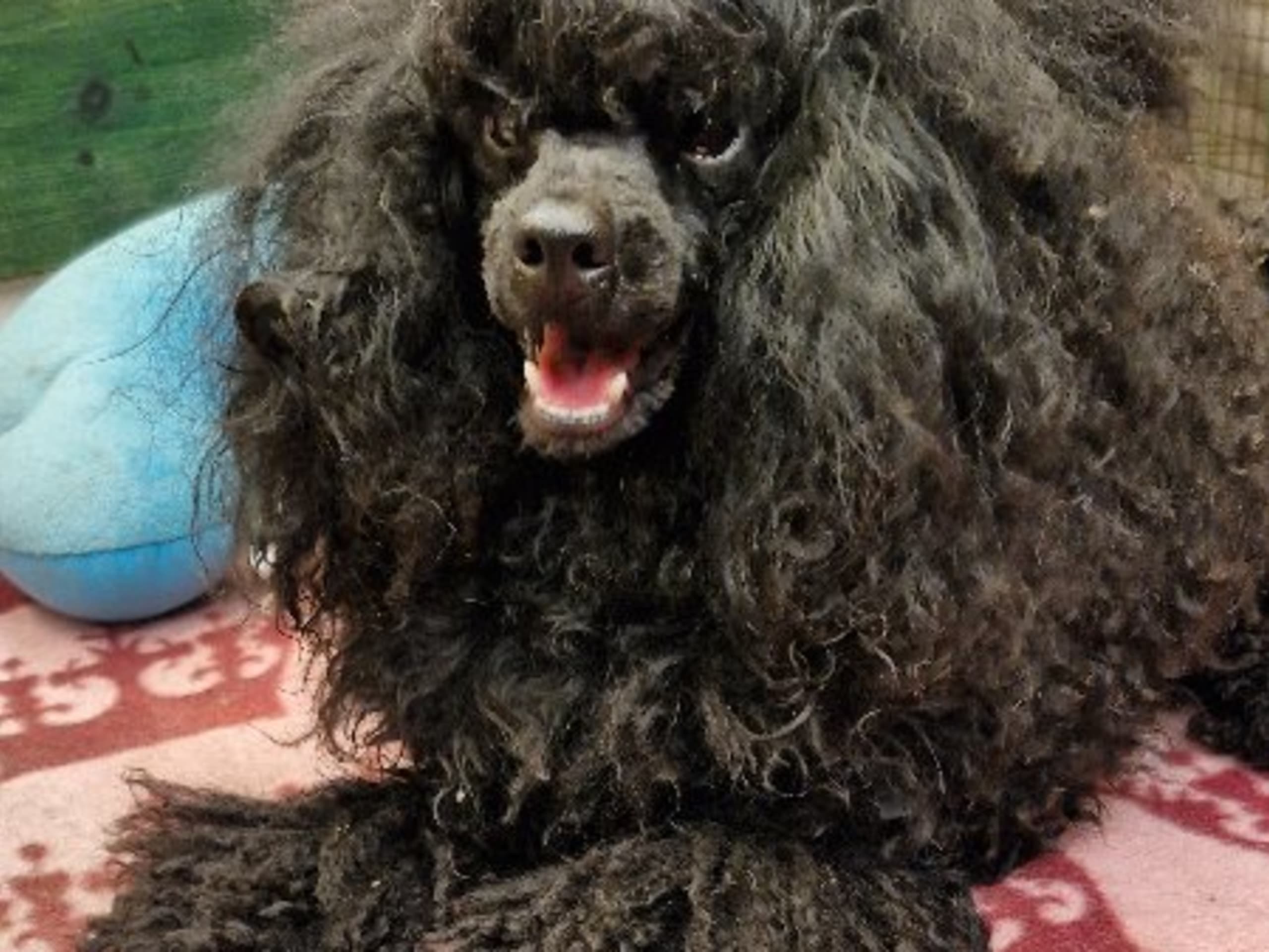 Far: TINELUND'S A DASHING DAWILLACC