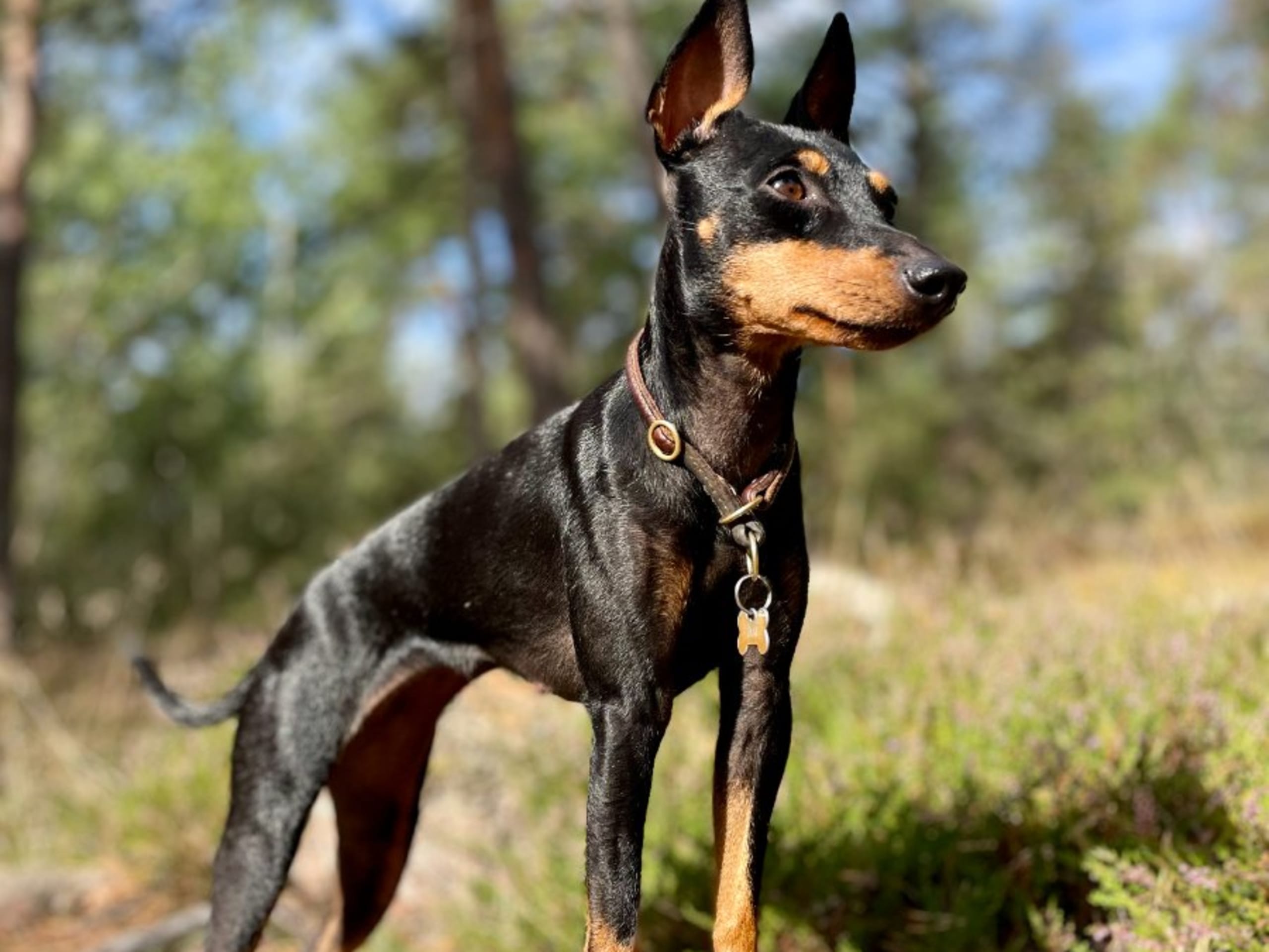 Hund: WINSOME FLAMES FOREVER NUMBER ONE