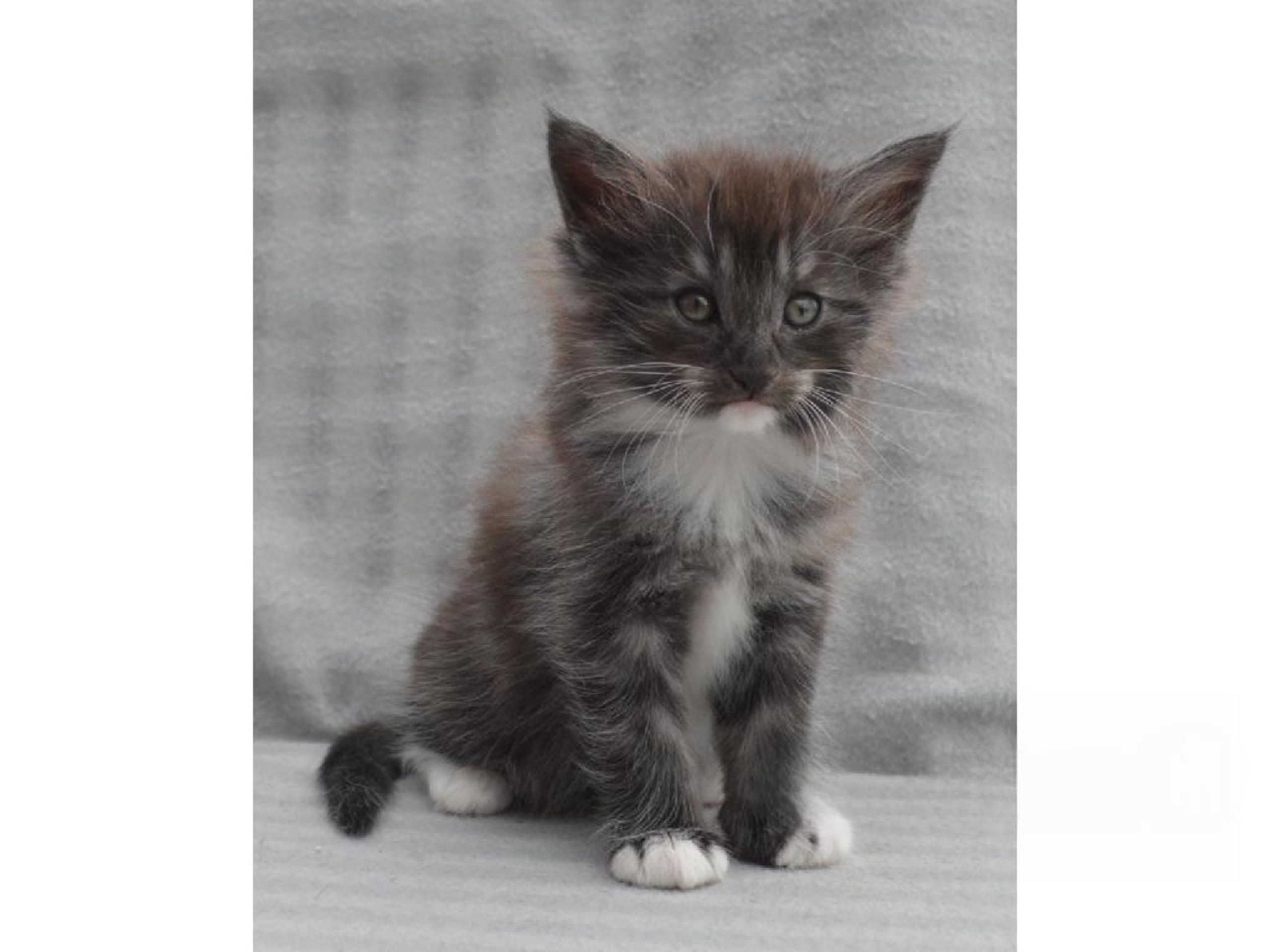Kattunge: Zixten