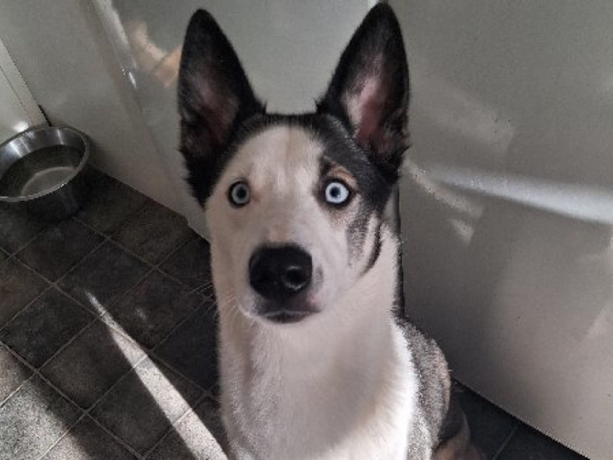 Mother: RIVER HUSKIES ATTACKER KALI