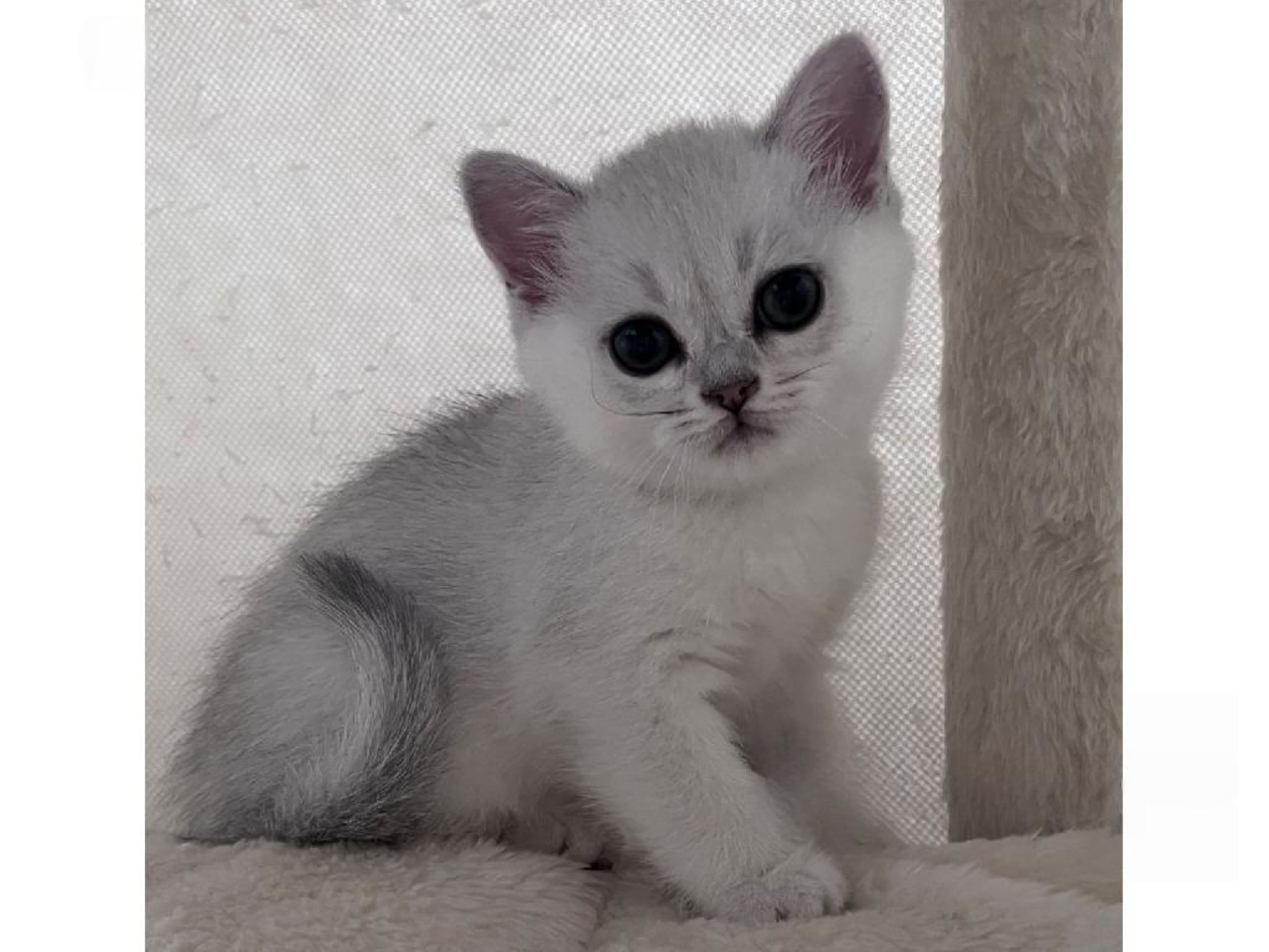 kitten: Eevee
