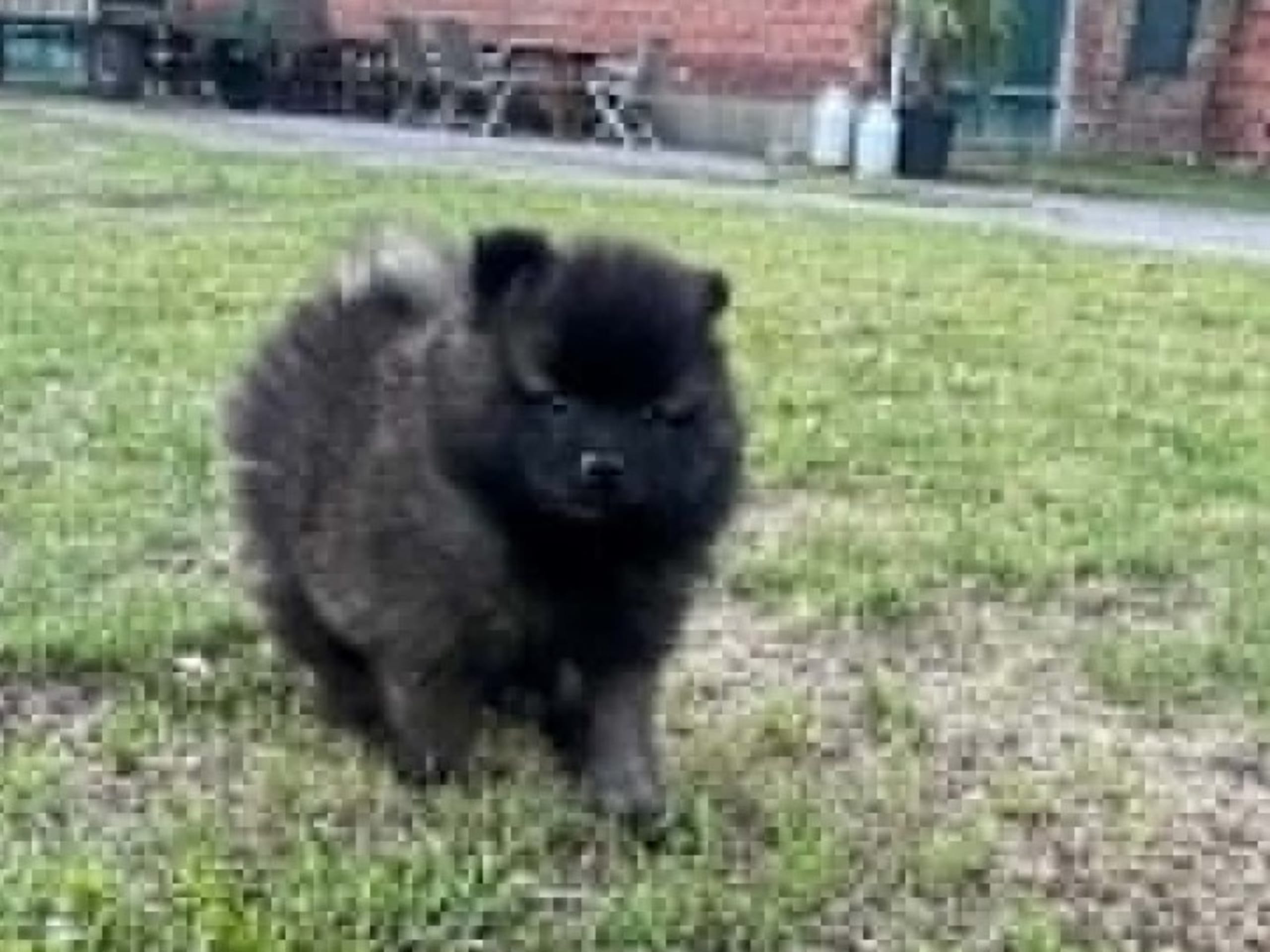 Puppy: TEAM DRACO'S DIVINE DAN-DI-NI