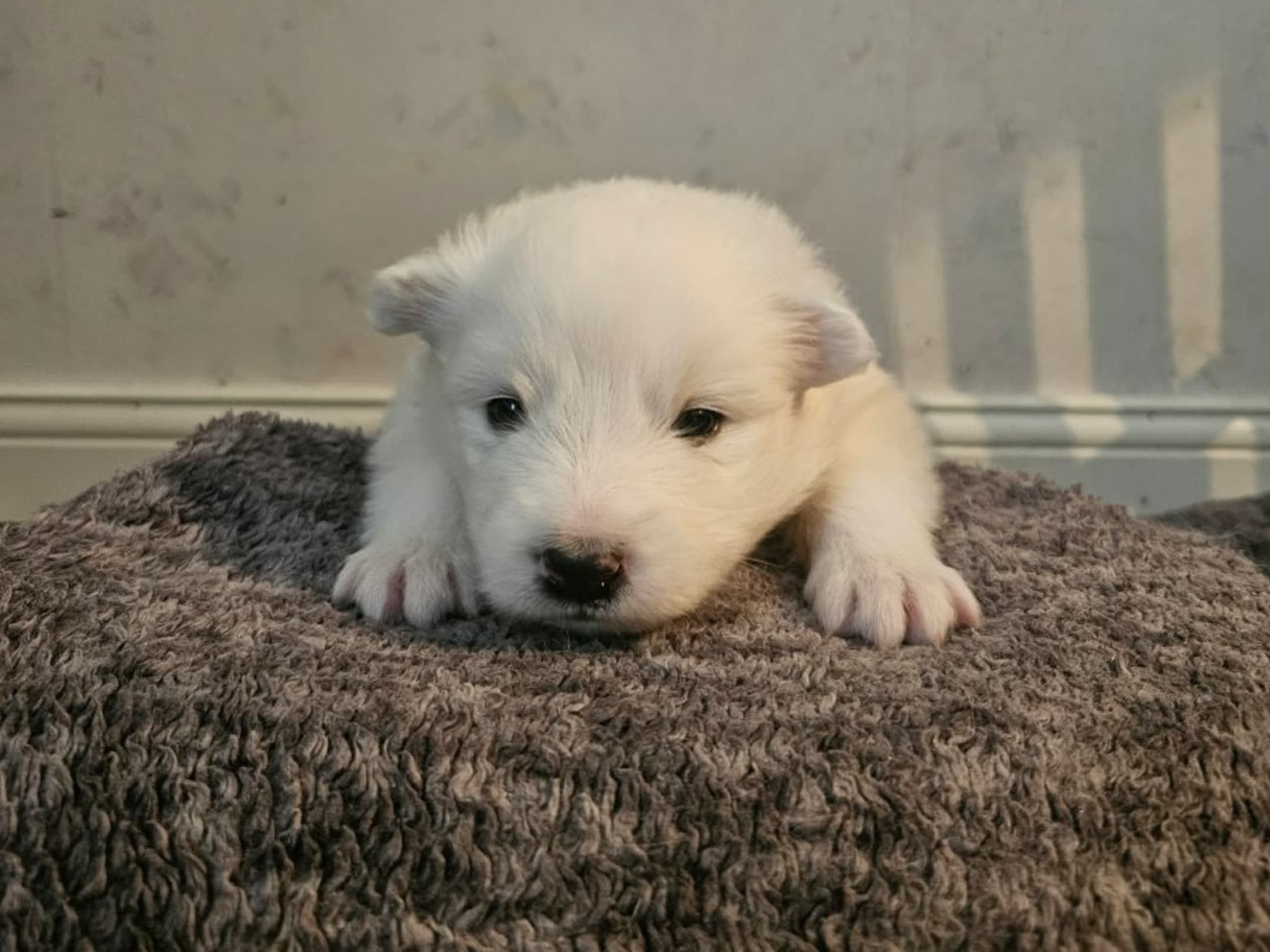 Puppy: VINTERTASSEN INITIUM ASTRID